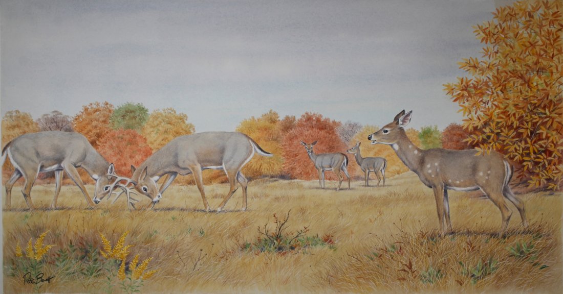 Peter Barrett (British, B. 1935) "Baby Deer": Peter Barrett (British, B. 1935) "The Life of a Baby Deer" Signed and series title lower left. Watercolor on Paper. Sheet Size: 13 x 21.25 in. Unframed.
