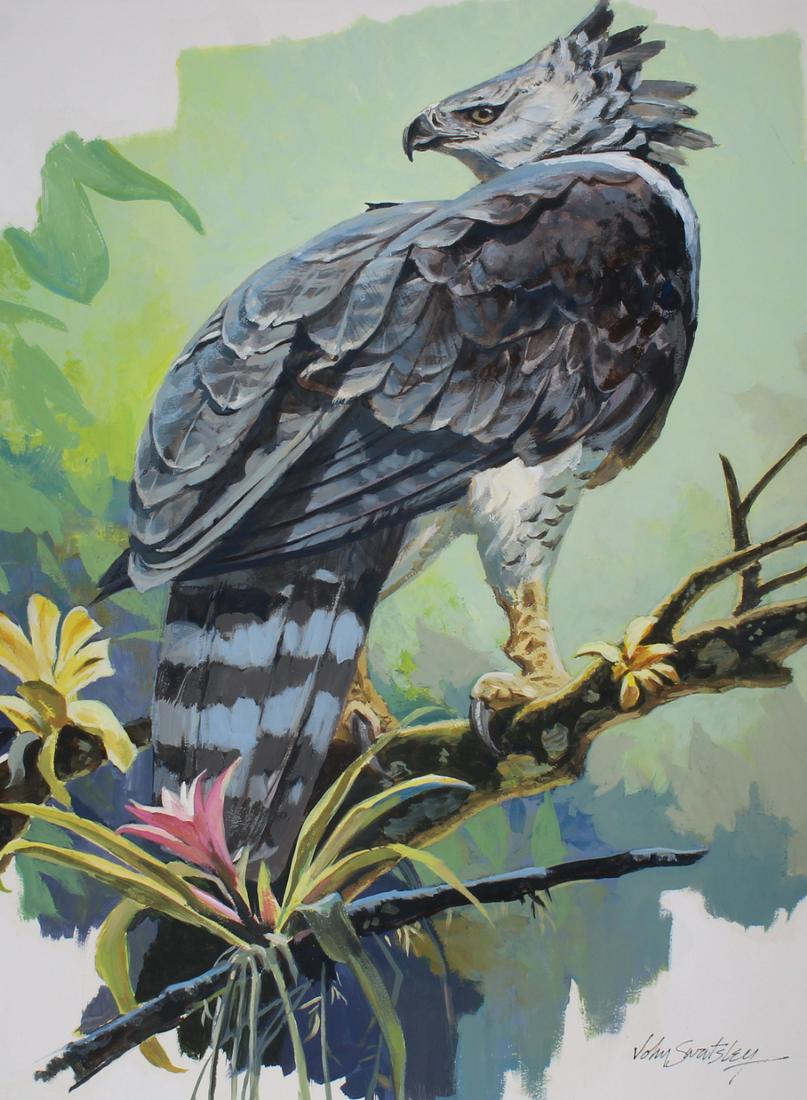 John Swatsley (B. 1937) "Harpy Eagle" (1 of 4)