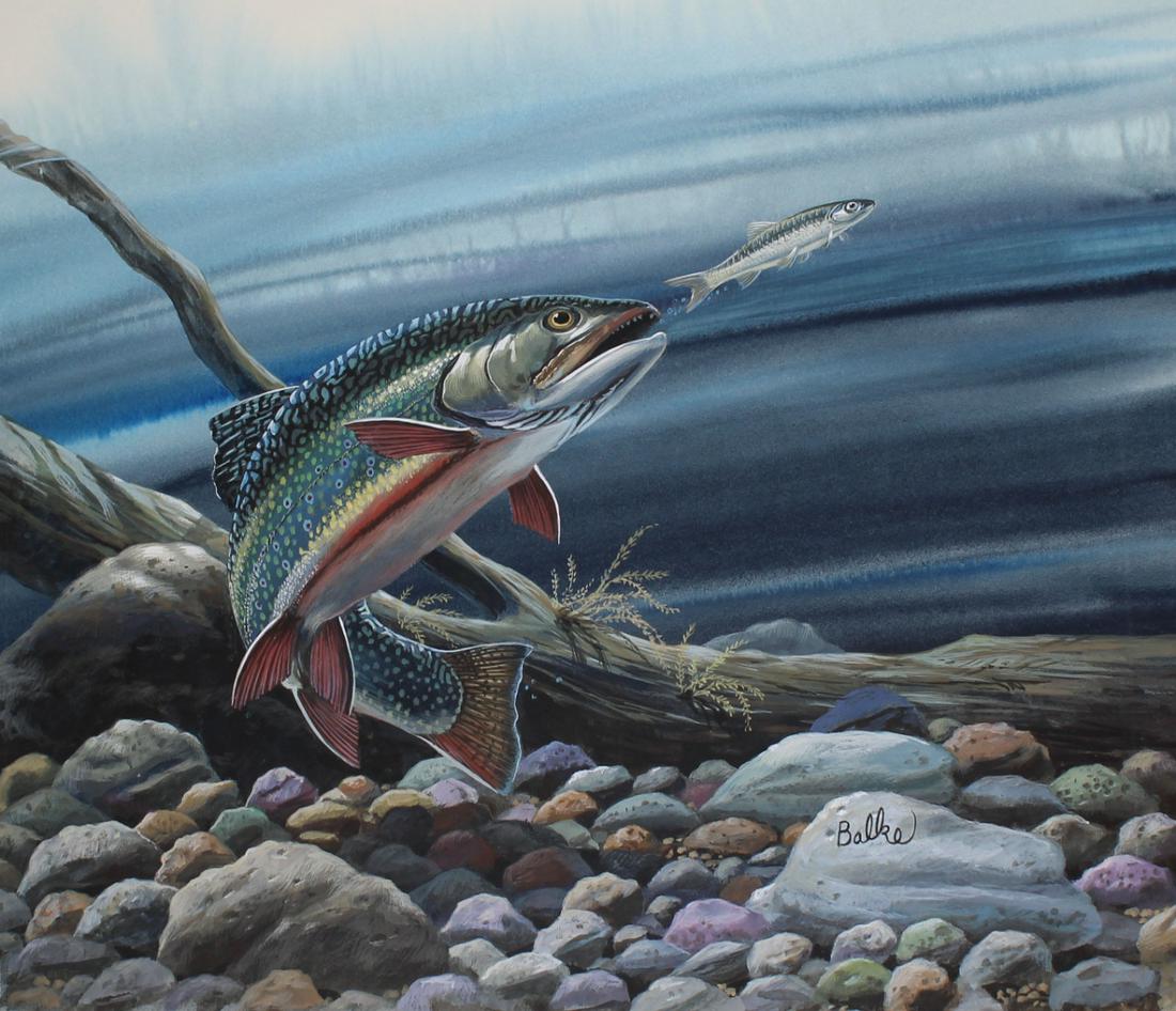 Don Balke (North Carolina, B. 1933) "Brook Trout": Don Balke (North Carolina, B. 1933) "Brook Trout" Signed lower right. Original Watercolor painting on Illustration Board. Provenance: Collection of James A. Helzer (1946-2008), Founder of Unicover Cor