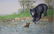 Peter Barrett (British, B. 1935) "Baby Bear" - 2