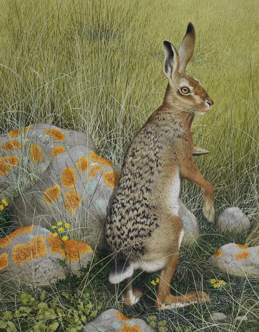 Ken Lilly (1929 - 1996) "Hare": Ken Lilly (British, 1929 - 1996) "Hare" Initialed lower left. Original Watercolor painting on Paper. Provenance: Collection of James A. Helzer (1946-2008), Founder of Unicover Corporation. This painti
