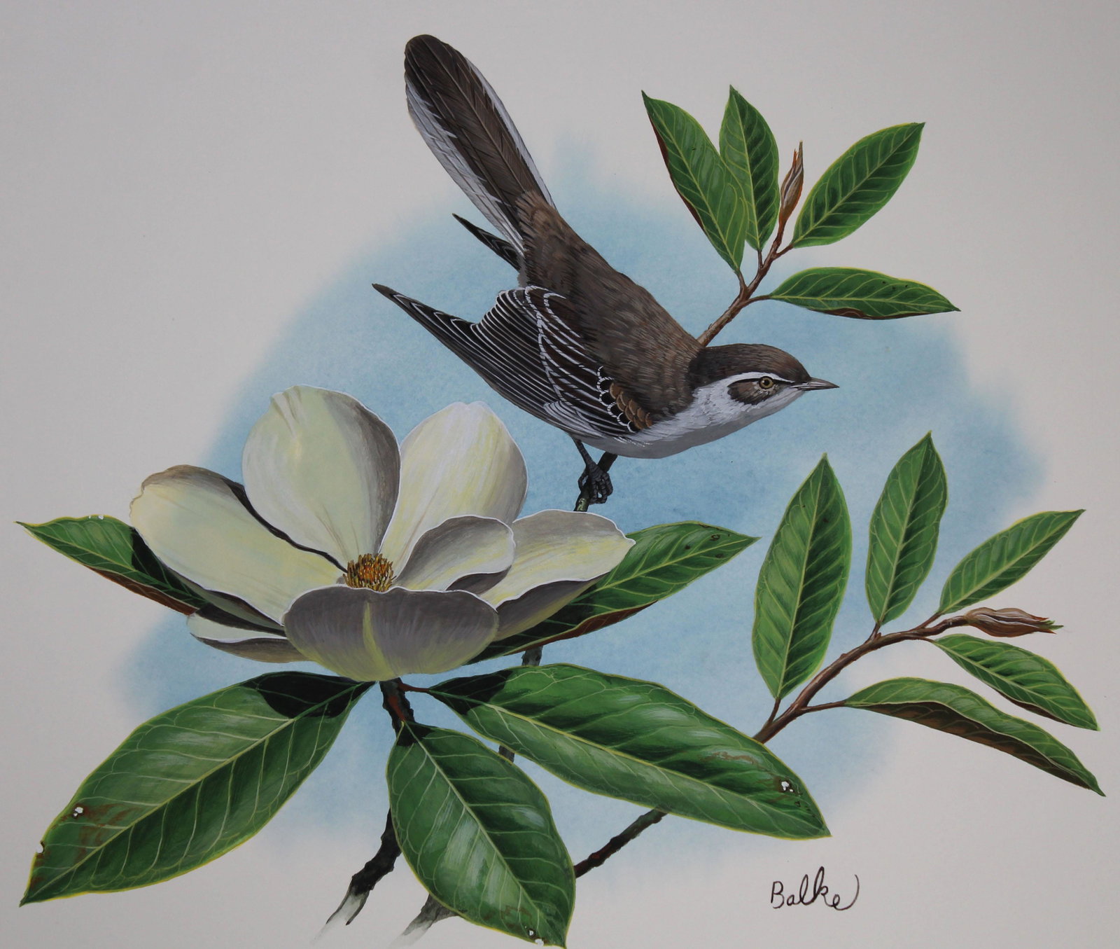 Don Balke (B. 1933) Mockingbird and Magnolia: Don Balke (North Carolina, B. 1933) "Mockingbird and Magnolia" Signed lower right. Original Watercolor painting on Illustration Board. Provenance: Collection of James A. Helzer (1946-2008), Founder of