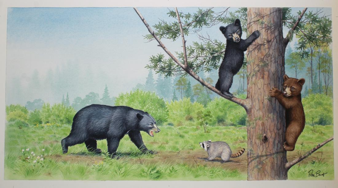 Peter Barrett (British, B. 1935) Watercolor: Peter Barrett (British, B. 1935) "Life of a Baby Bear" Watercolor on Paper. Signed lower right. Sheet Size: 13.5 x 21.5 in. Unframed.