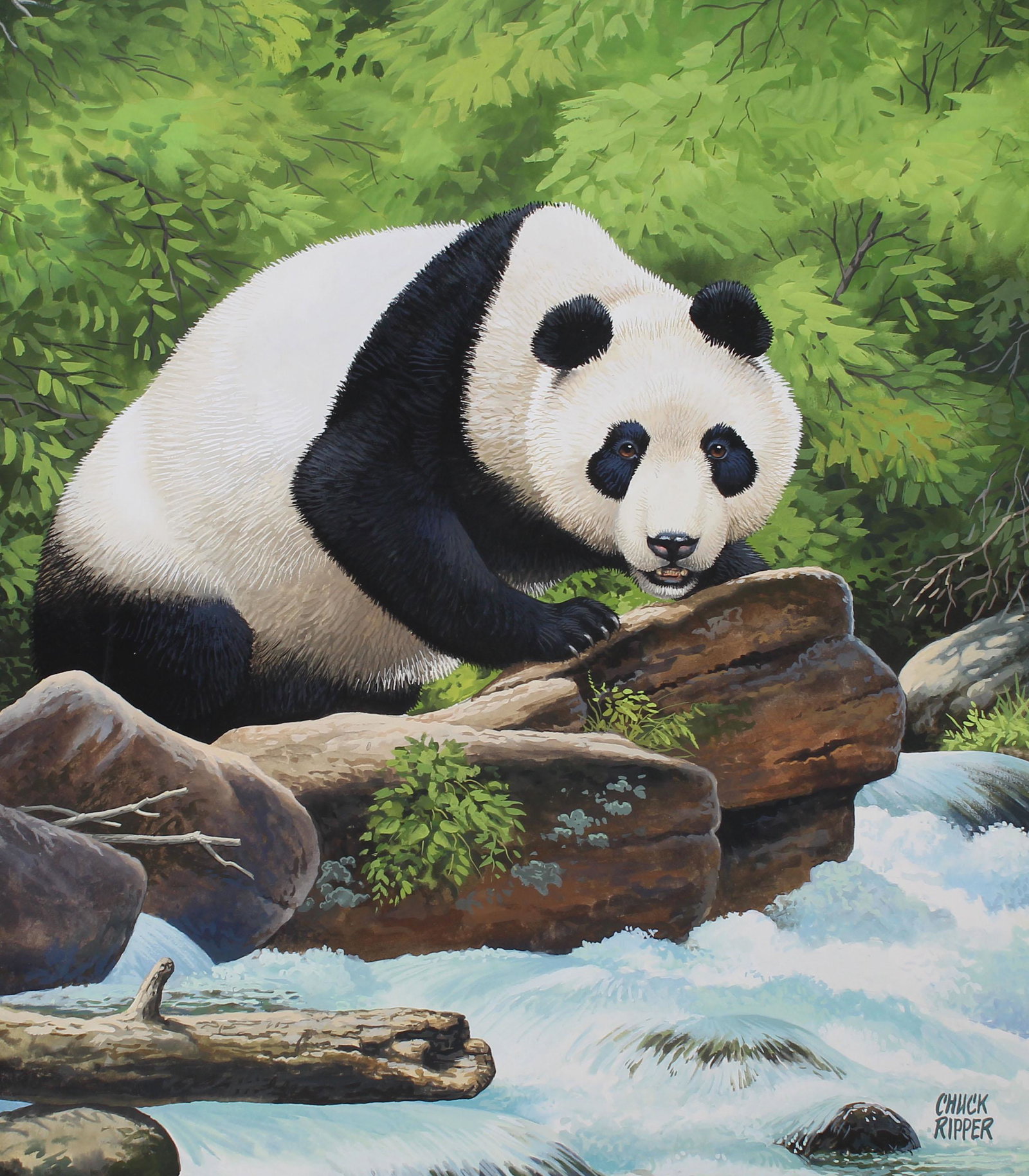 Chuck Ripper (B. 1929) "Giant Panda": Chuck Ripper (American, B. 1929) "Giant Panda Climbing on Rock Near River's Edge" Signed lower right. Original Gouache painting on Illustration Board. Provenance: Collection of James A. Helzer (1946-2