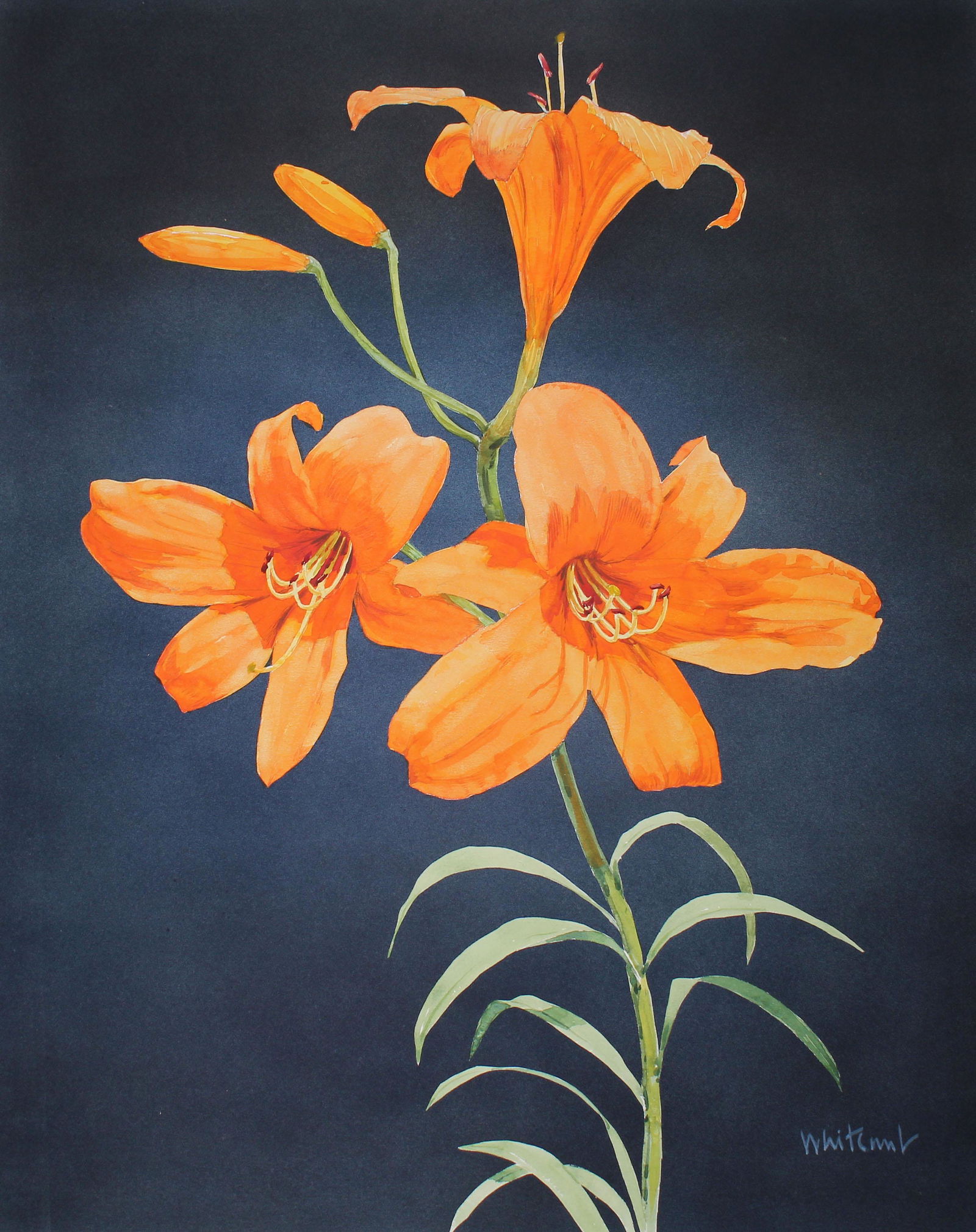 Skip Whitcomb (B. 1946) Enchantment Lilly (1 of 3)