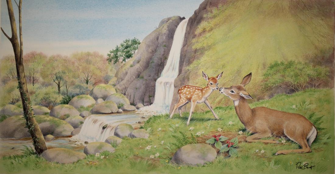 Peter Barrett (British, B. 1935) "Baby Deer": Peter Barrett (British, B. 1935) "Life of a Baby Deer" Signed lower right. Watercolor on Paper. Sheet Size: 13 x 21.5 in. Unframed.