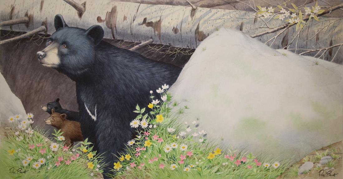 Peter Barrett (British, B. 1935) "Baby Bear": Peter Barrett (British, B. 1935) "Life of a Baby Bear" Signed lower left & right. Watercolor on Paper. Sheet Size: 14 x 21.5 in. Unframed.