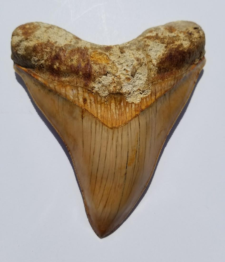 Megalodon Shark Tooth: Megalodon Shark Tooth. This orangish tan Meg tooth has very nice and nearly complete root. Serrations are almost complete. The bourlette is Approx. 75 percent complete. This meg is from West Java Indo
