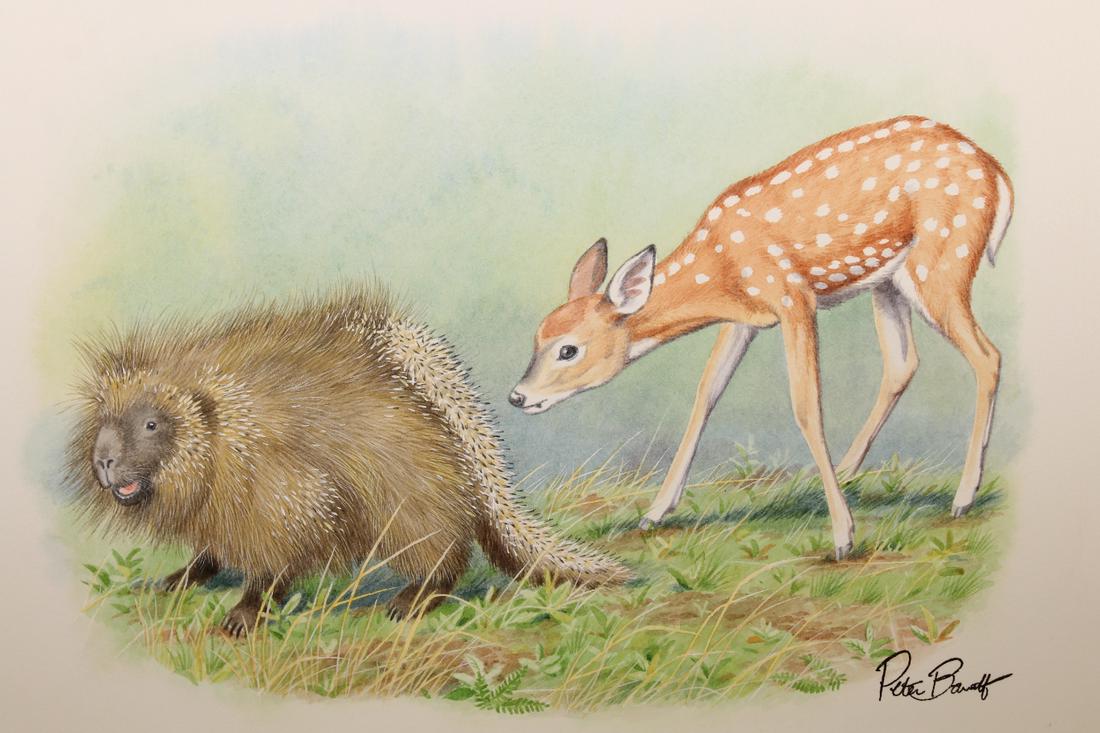 Peter Barrett (British, B. 1935) "Baby Deer": Peter Barrett (British, B. 1935) "Life of a Baby Deer with Porupine" Signed lower right. Watercolor on Paper. Sheet Size: 9 x 10.5 in. Unframed.