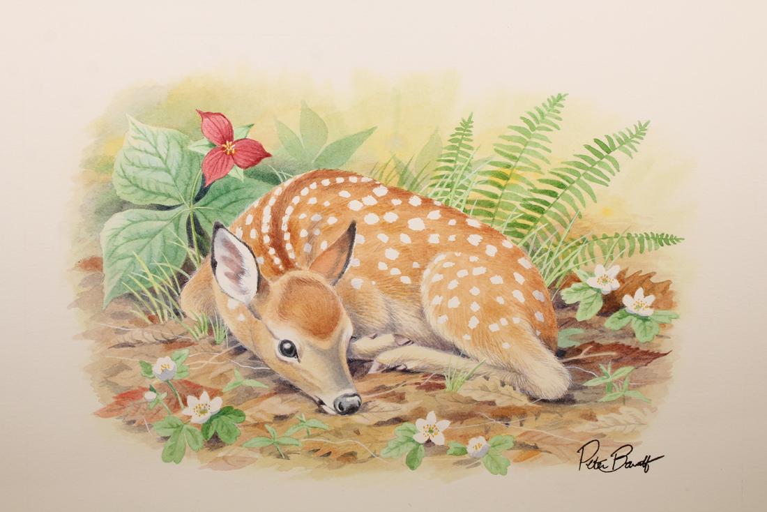 Peter Barrett (British, B. 1935) "Baby Deer": Peter Barrett (British, B. 1935) "Life of a Baby Deer" Signed lower right. Watercolor on Paper. Sheet Size: 8.75 x 11.75 in. Unframed.