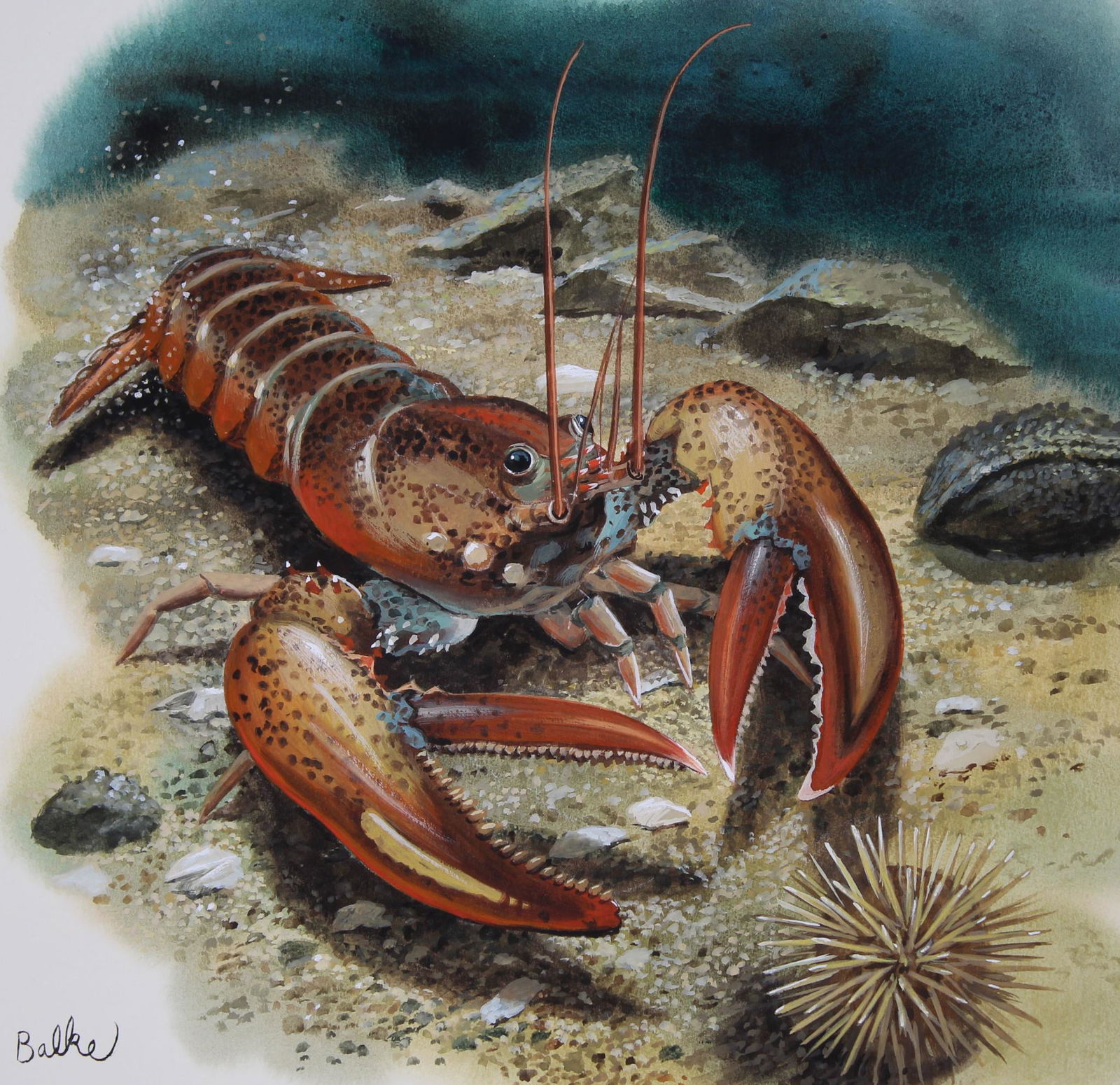 Don Balke (B. 1933) "American Lobster" (1 of 4)