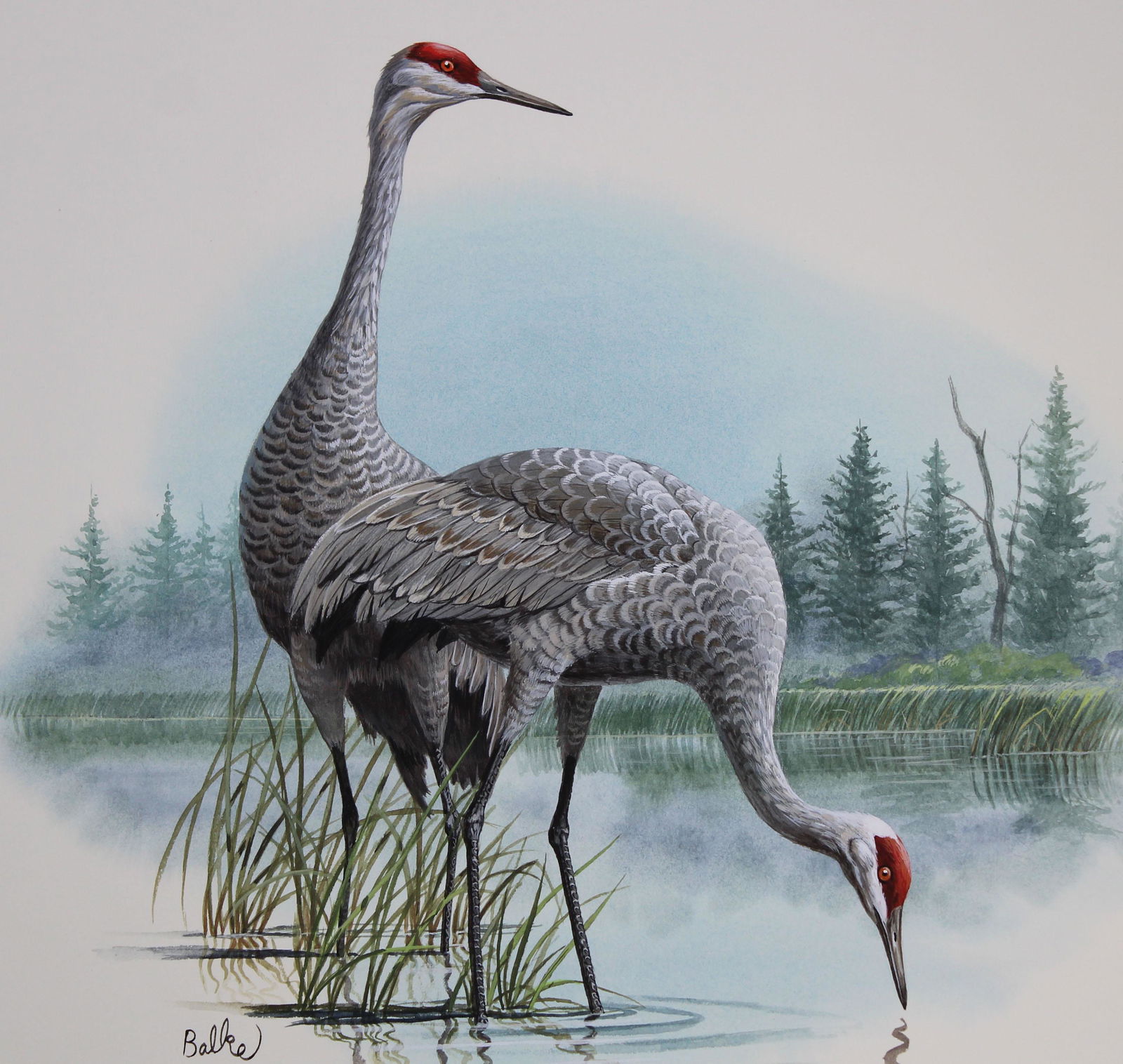 Don Balke (B. 1933) "Sandhill Crane": Don Balke (North Carolina, B. 1933) "Sandhill Crane" Signed lower left. Original Watercolor painting on Illustration Board. Provenance: Collection of James A. Helzer (1946-2008), Founder of Unicover C