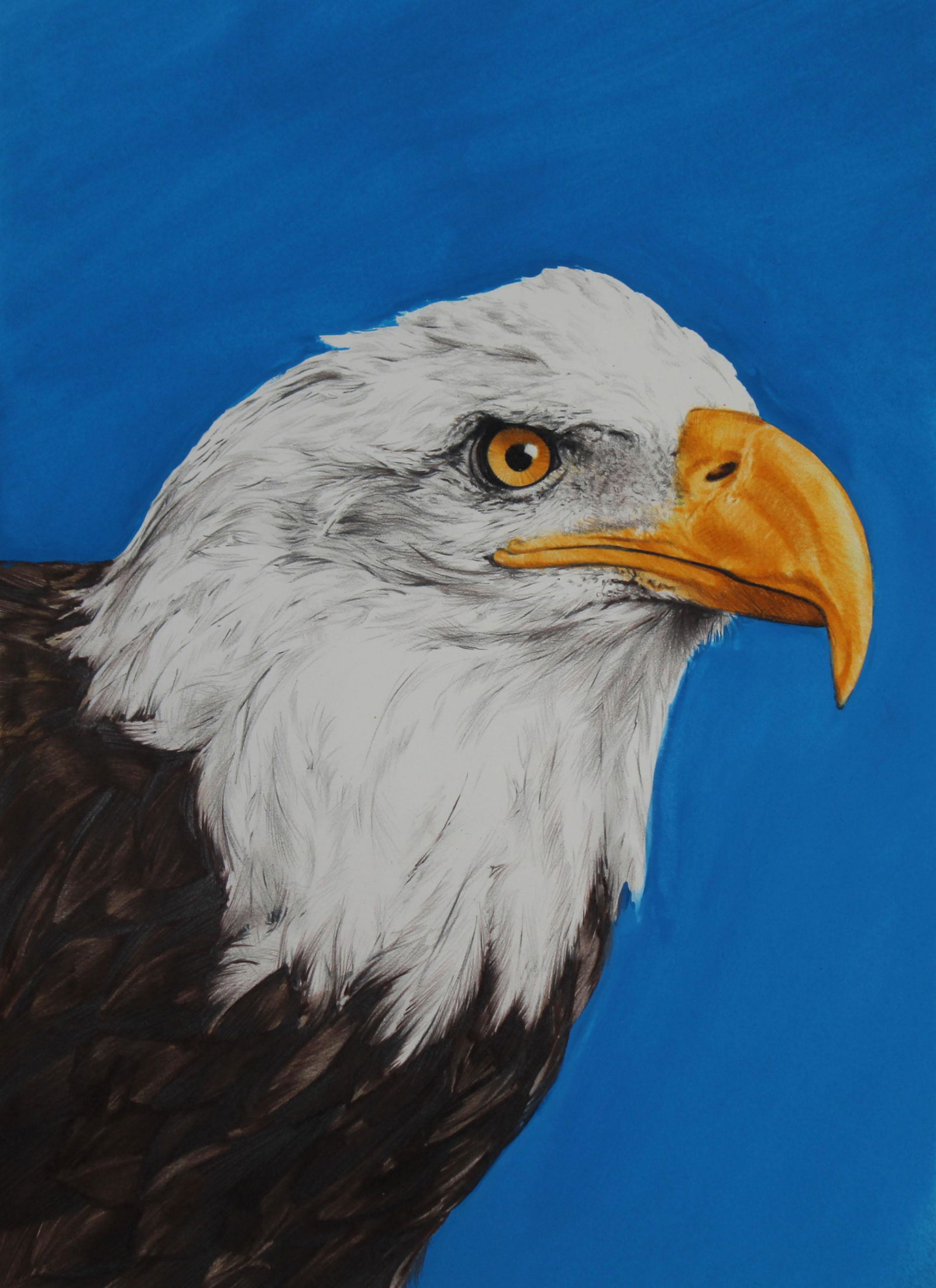 Paul & Chris Calle "1990s - Recovering Species" (1 of 4)