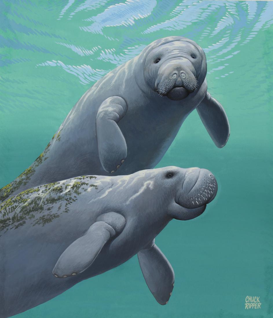 Chuck Ripper (B. 1929) "Florida Manatee" (1 of 5)