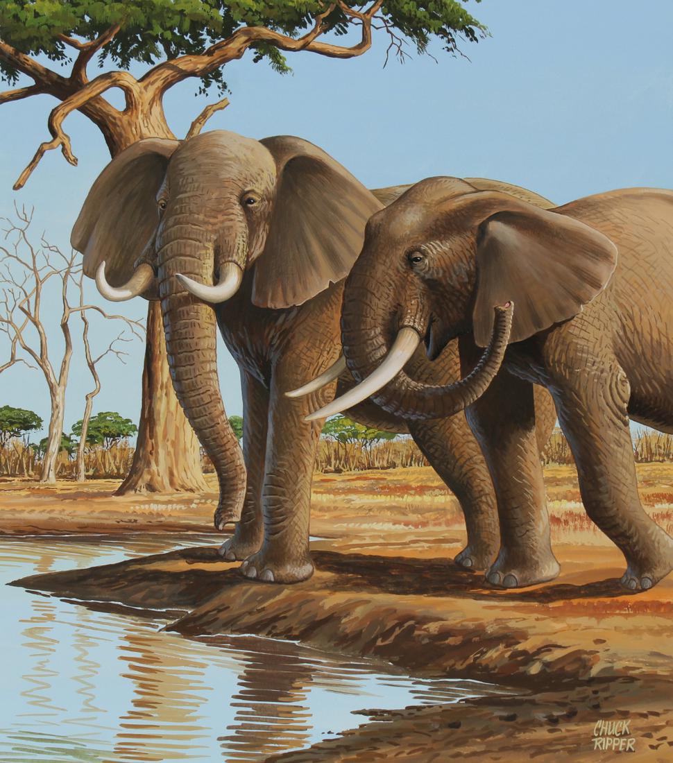 Chuck Ripper (B. 1929) "African Elephant": Chuck Ripper (American, B. 1929) "African Elephant" Signed lower right. Original Gouache painting on Masonite. Provenance: Collection of James A. Helzer (1946-2008), Founder of Unicover Corporation. T