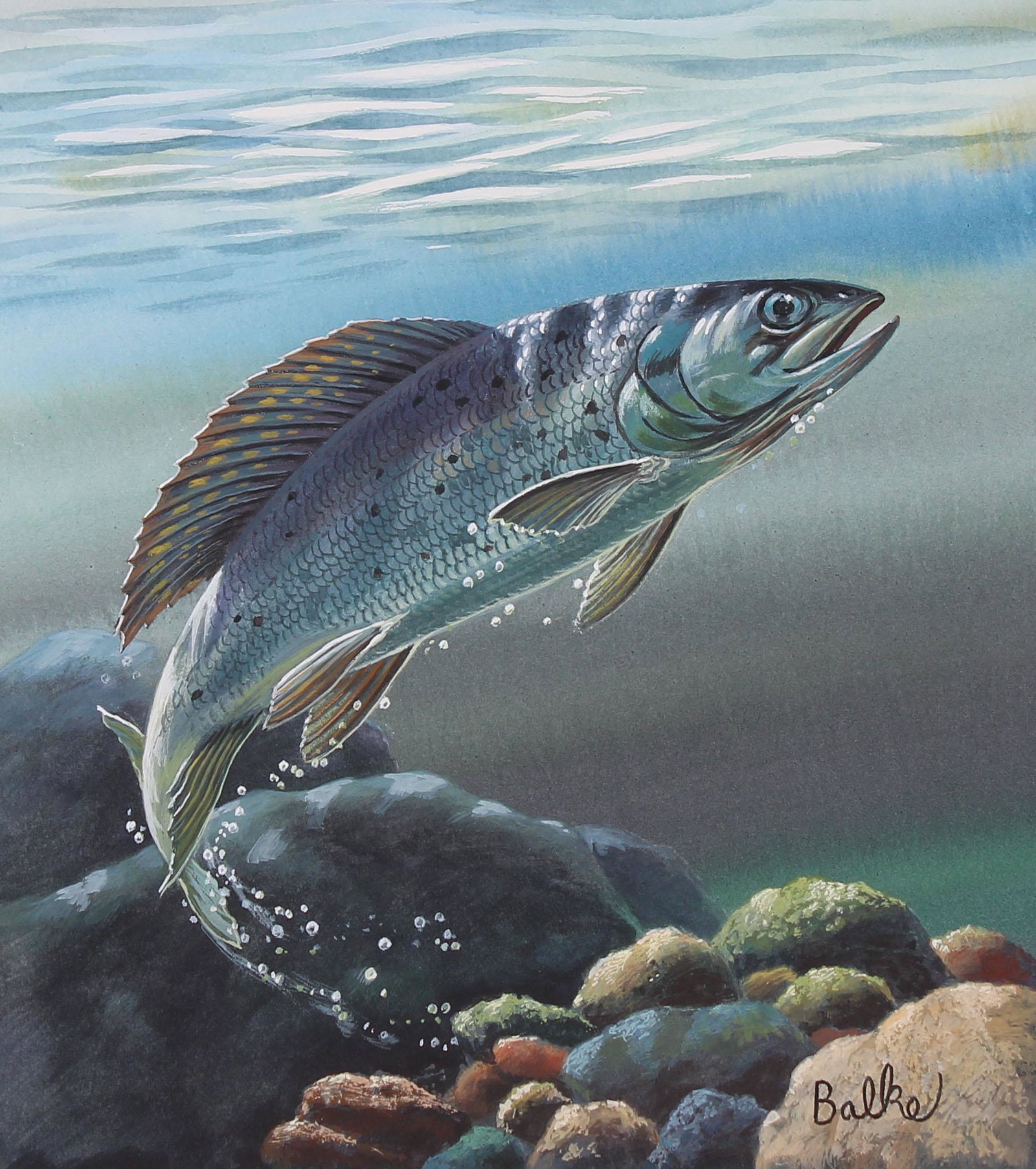 Don Balke (B. 1933) "Grayling": Don Balke (North Carolina, B. 1933) "Grayling" Signed lower right. Original Watercolor painting on Illustration Board. Provenance: Collection of James A. Helzer (1946-2008), Founder of Unicover Corpor