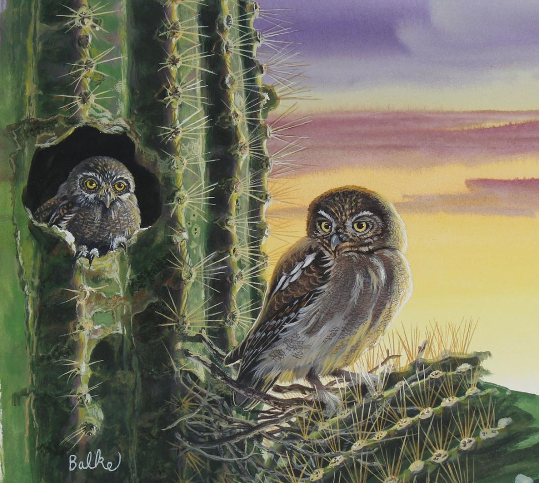 Don Balke (B. 1933) Elf Owl Perched in Saguaro: Don Balke (North Carolina, B. 1933) "Elf Owl Perched in Saguaro" Signed lower left. Original Watercolor painting on Illustration Board. Provenance: Collection of James A. Helzer (1946-2008), Founder o