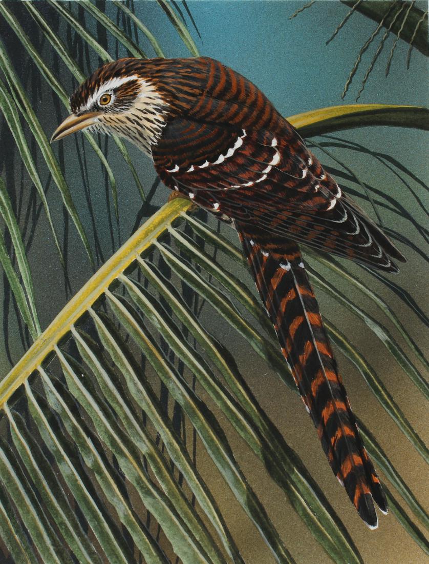 H. Douglas Pratt (B. 1944) "Long-tailed Cuckoo" (1 of 4)