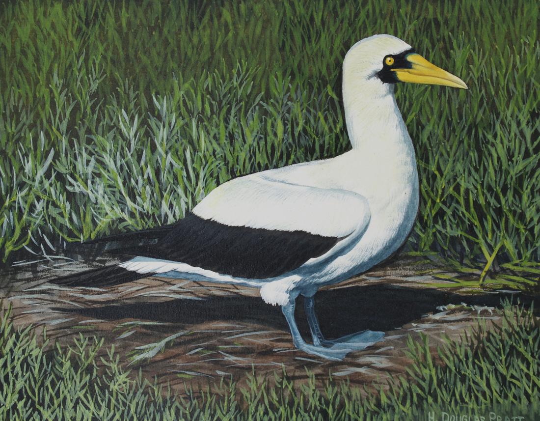 H. Douglas Pratt (B. 1944) "Masked Booby" (1 of 4)