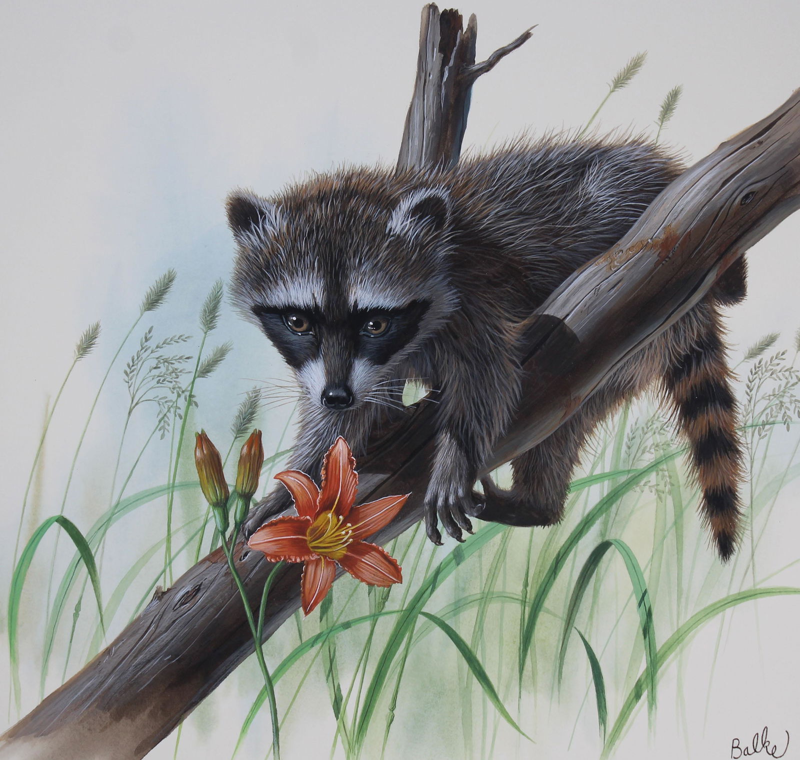 Don Balke (B. 1933) "Raccoon" Original W/C: Don Balke (North Carolina, B. 1933) "Raccoon" Signed lower right. Original Watercolor painting on Illustration Board. Provenance: Collection of James A. Helzer (1946-2008), Founder of Unicover Corpora