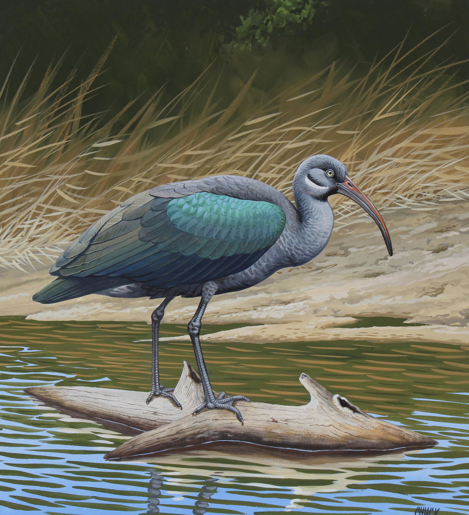 Chuck Ripper (B. 1929) "Hadada Ibis" Original (1 of 5)