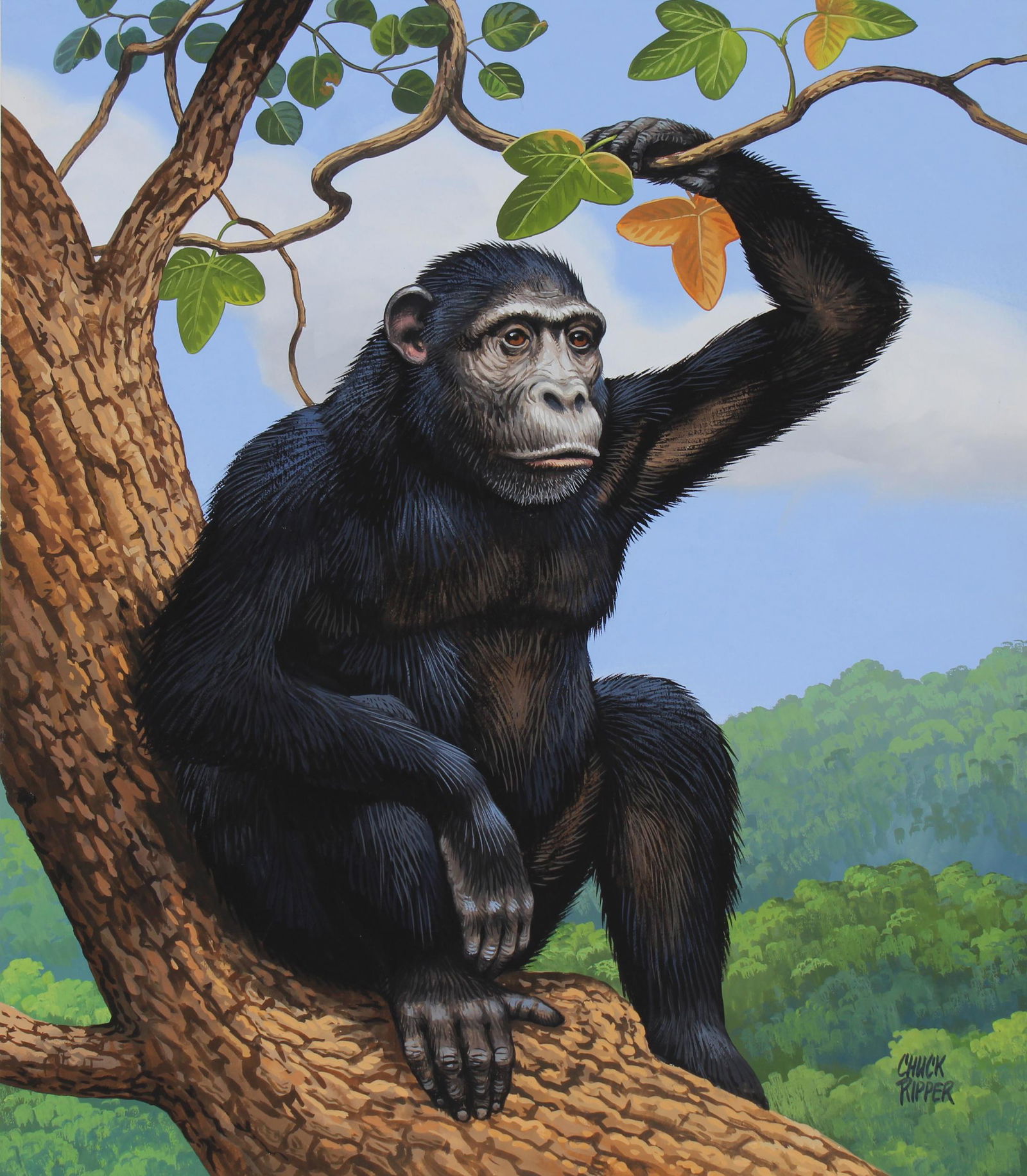 Chuck Ripper (B. 1929) "Chimpanzee" Original (1 of 5)