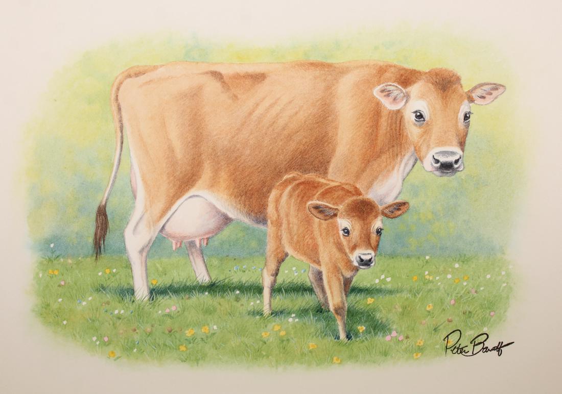 Peter Barrett (British, B. 1935) "Baby Cow": Peter Barrett (British, B. 1935) "Life of a Baby Cow" Signed lower right. Watercolor on Paper. Sheet Size: 9.25 x 11.5 in. Unframed.