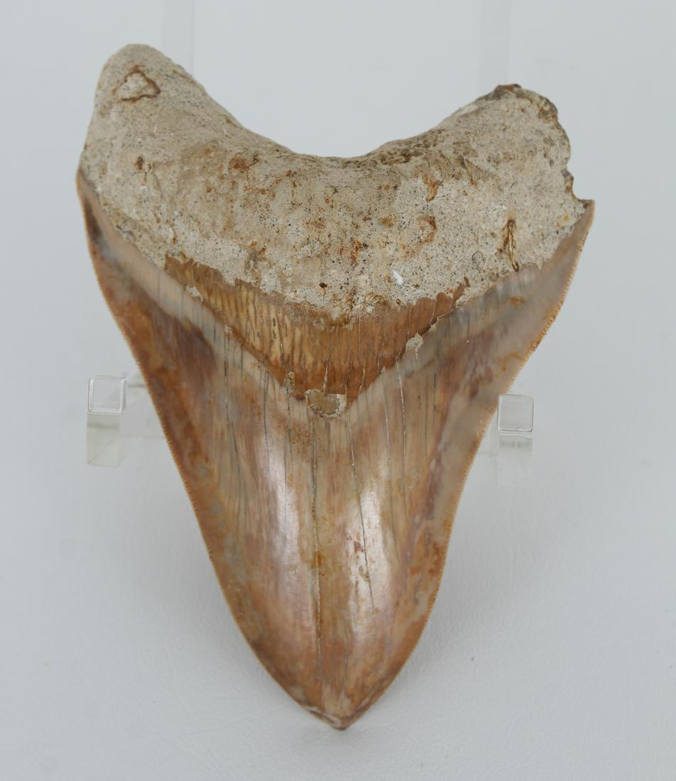 Megalodon Shark Tooth: Megalodon Shark Tooth Size: 5.5 x 4.25 in. "Megalodon literally Large Tooth is a name befitting of the gargantuan prehistoric marine predator. Estimated to have grown to as long as 18 metres (over thr