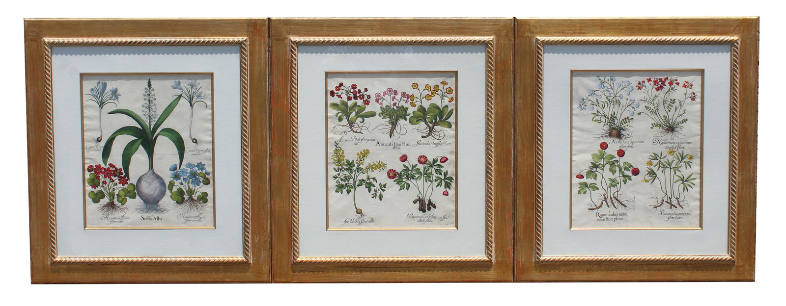 (3) Basilius Besler (1561-1629) Hand Colored (1 of 4)