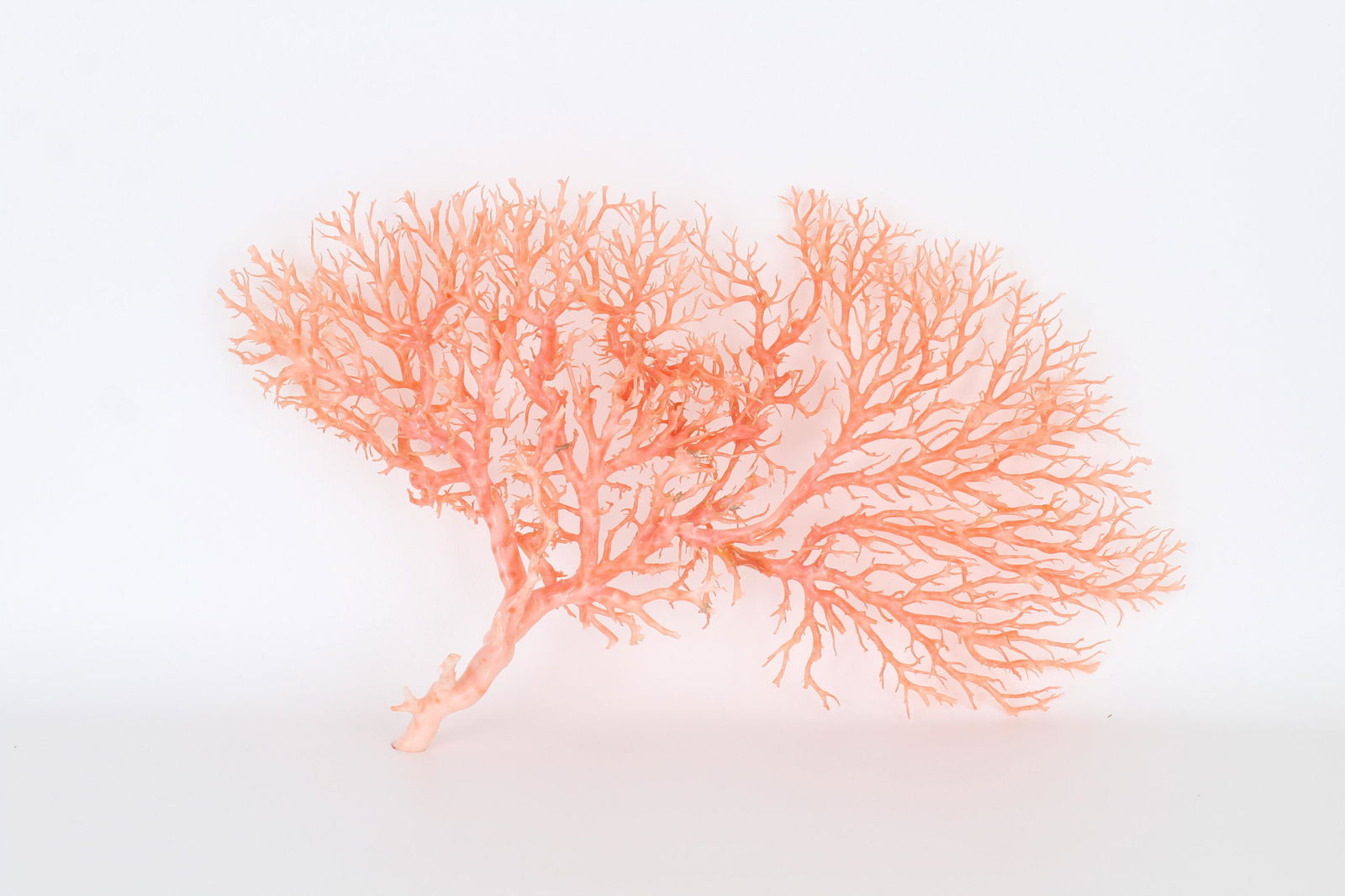 Large Angel Skin Coral Tree Speciman (1 of 7)
