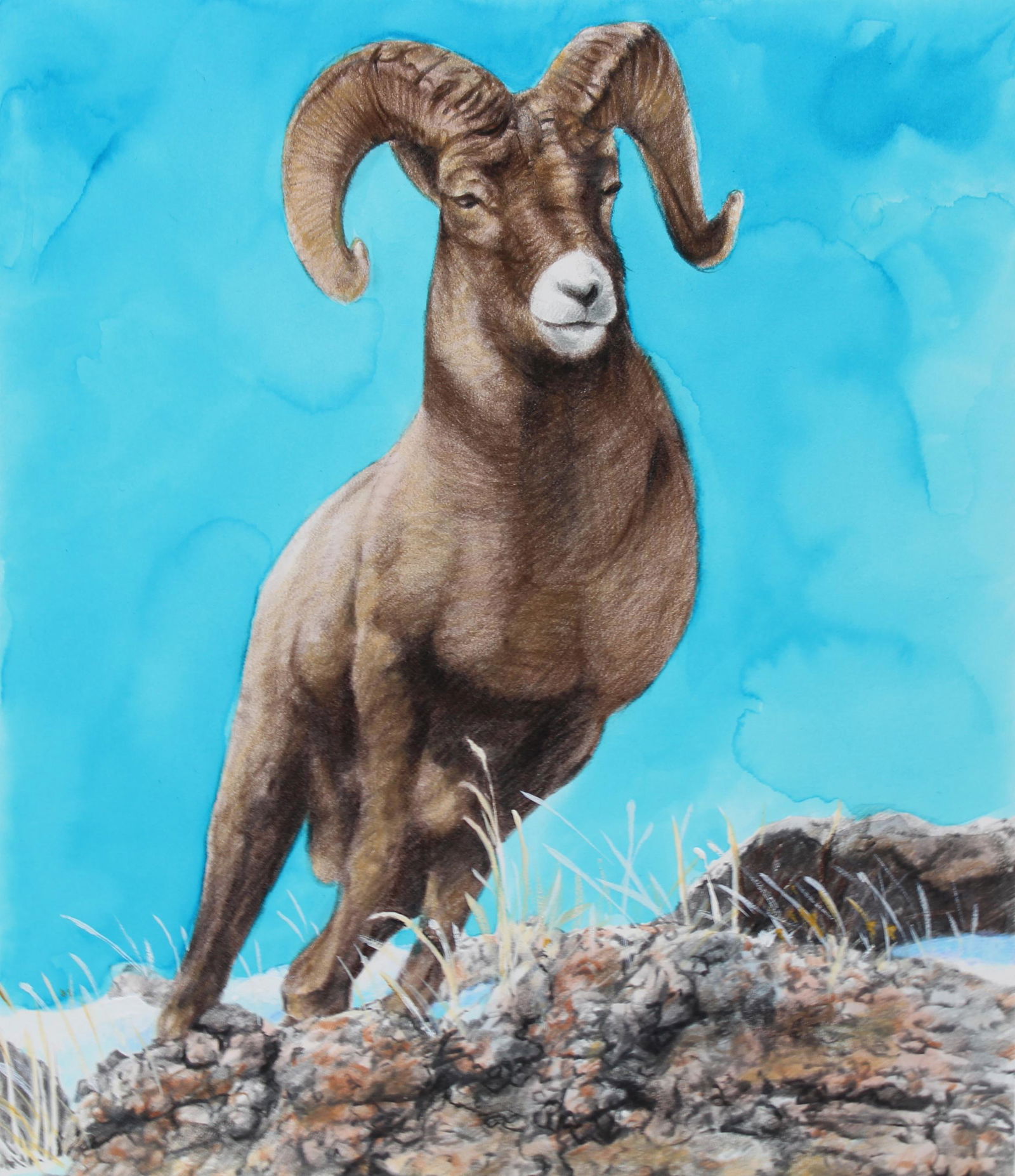 Chris Calle (B. 1961) "Bighorn Sheep" Original: Chris Calle (American, B. 1961) "Bighorn Sheep" Signed lower right. Original Mixed Media on Illustration Board painting. Provenance: Collection of James A. Helzer (1946-2008), Founder of Unicover Corp
