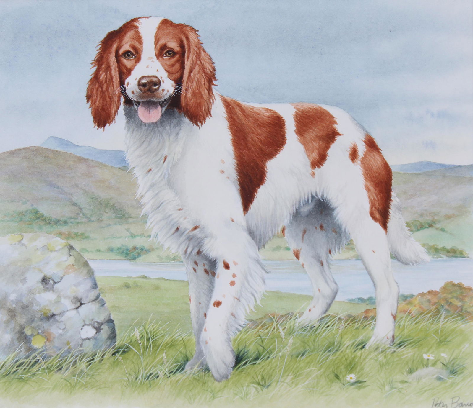 Peter Barrett (B 1935) "Welsh Springer Spaniel" WC (1 of 4)