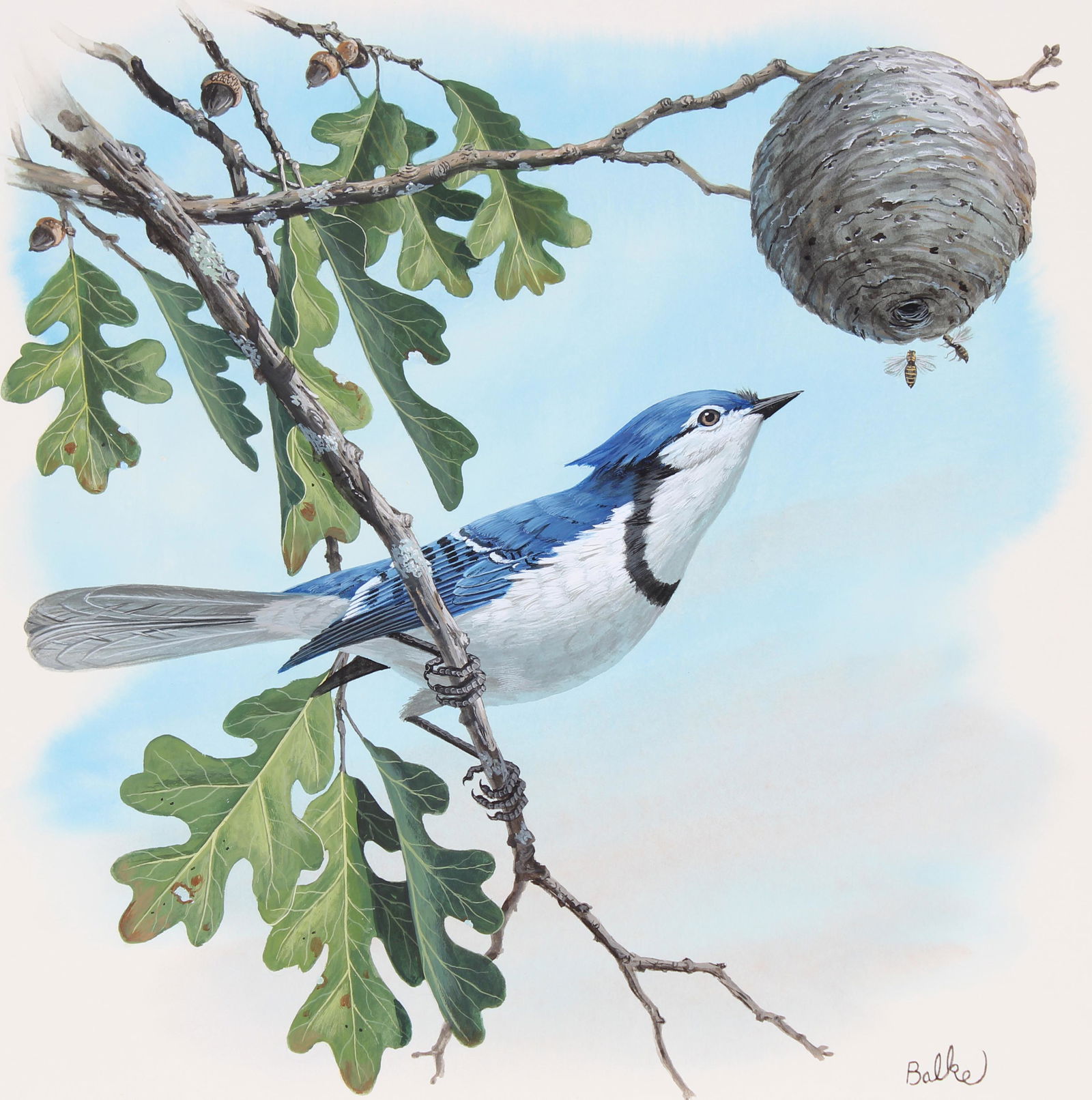 Don Balke (B. 1933) "Blue Jay" Original W/C (1 of 4)