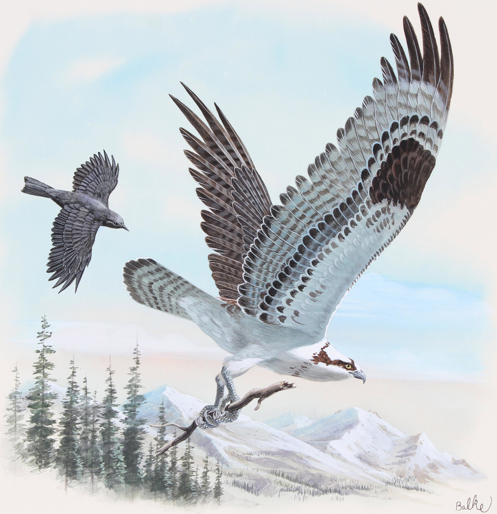 Don Balke (B. 1933) "Osprey" Original Watercolor: Don Balke (North Carolina, B. 1933) "Osprey" Signed lower right. Original Watercolor painting on Illustration Board. Provenance: Collection of James A. Helzer (1946-2008), Founder of Unicover Corporat