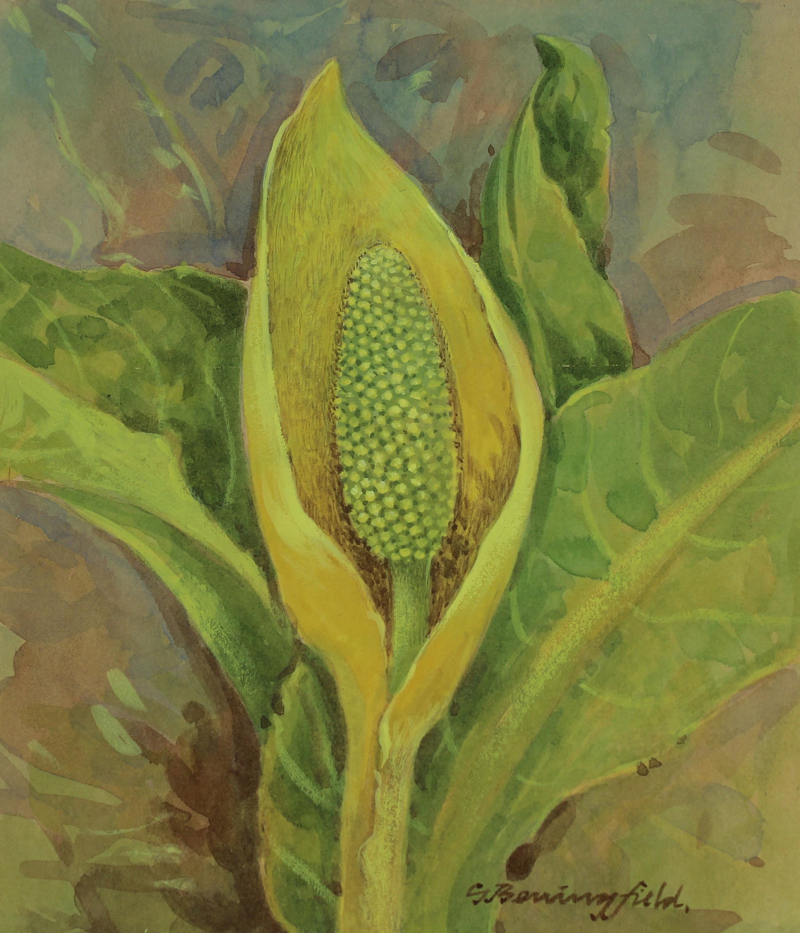 Gordon Beningfield (1936 - 1998) Skunk Cabbage (1 of 3)