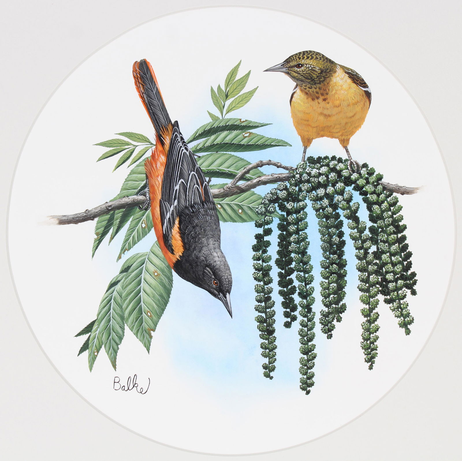 Don Balke (B. 1933) "Baltimore Oriole" Watercolor (1 of 4)