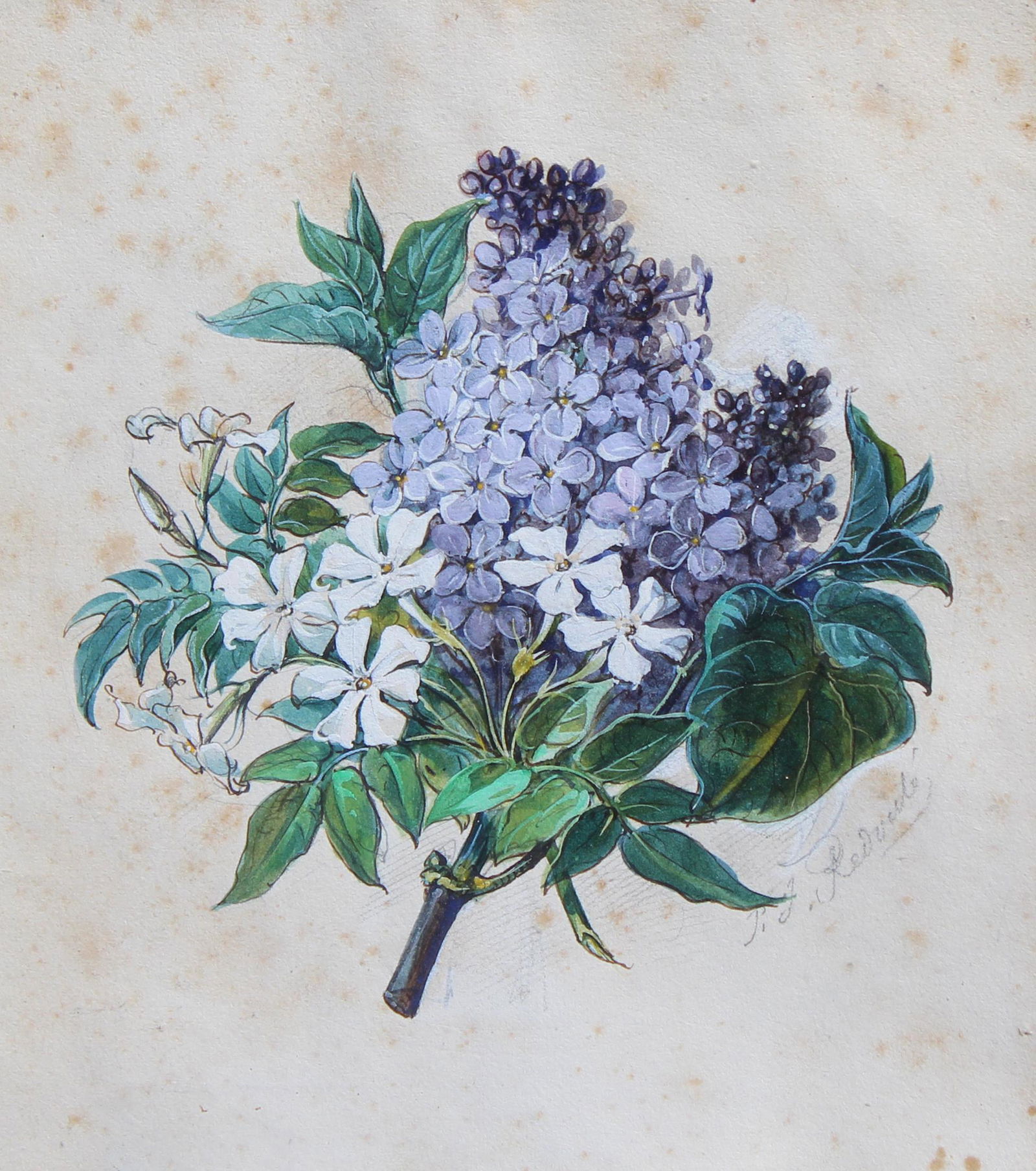 Pierre Joseph Redoute (1759 - 1840) (1 of 7)