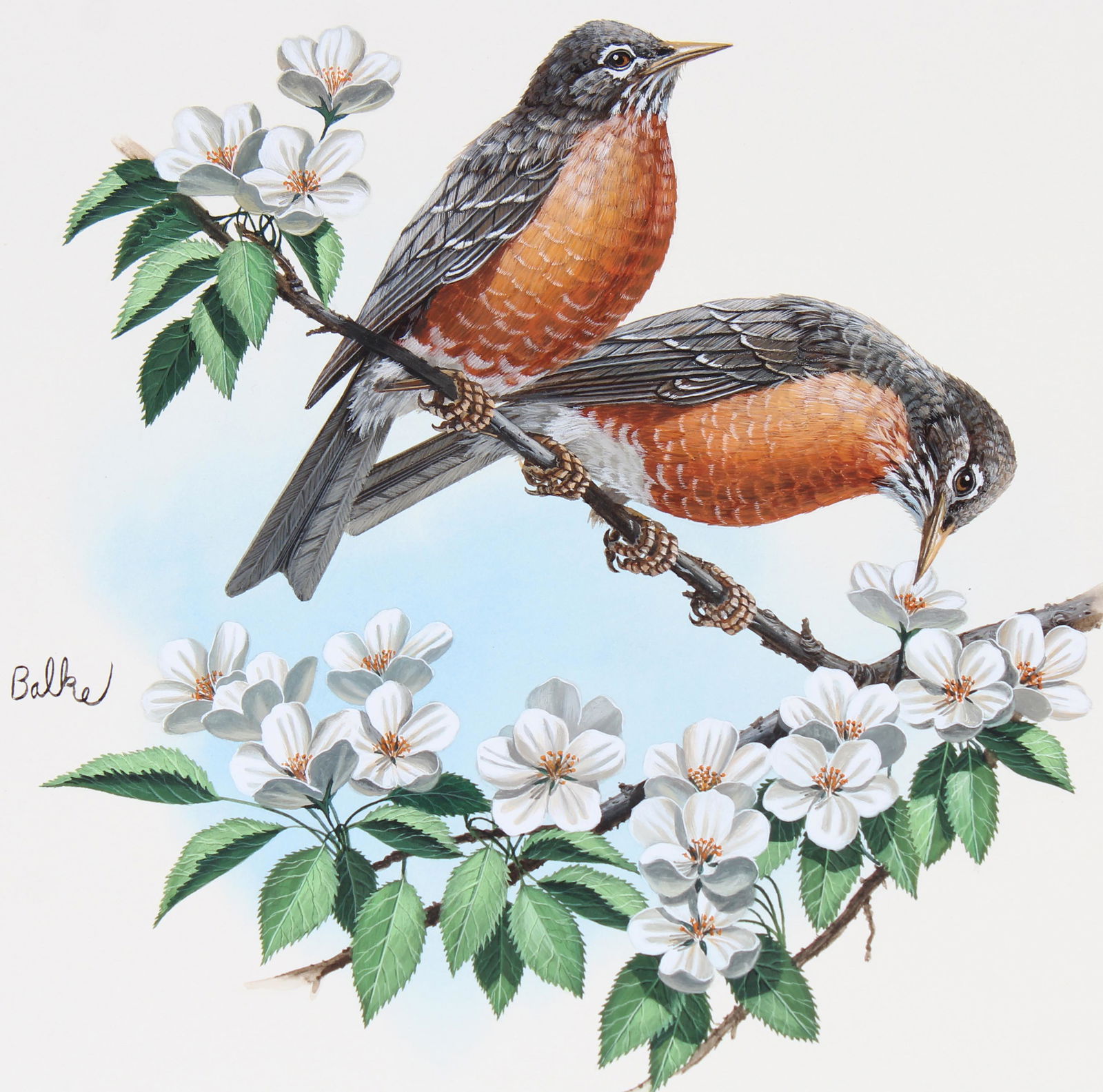 Don Balke (B. 1933) "American Robin" Watercolor (1 of 4)