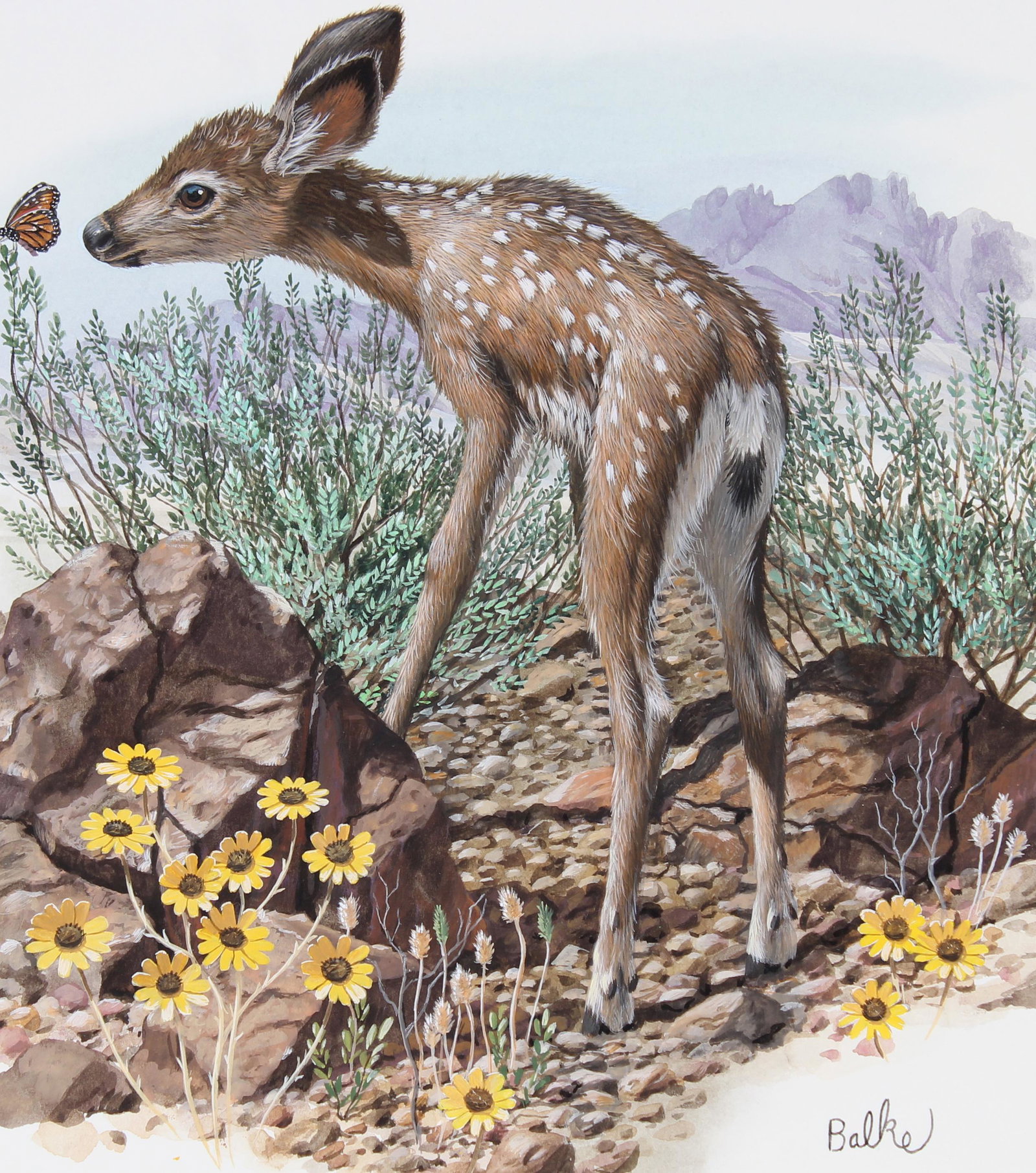 Don Balke (B. 1933) "Young Mule Deer" Original: Don Balke (North Carolina, B. 1933) "Young Mule Deer" Signed lower right. Original Watercolor painting on Illustration Board. Provenance: Collection of James A. Helzer (1946-2008), Founder of Unicover