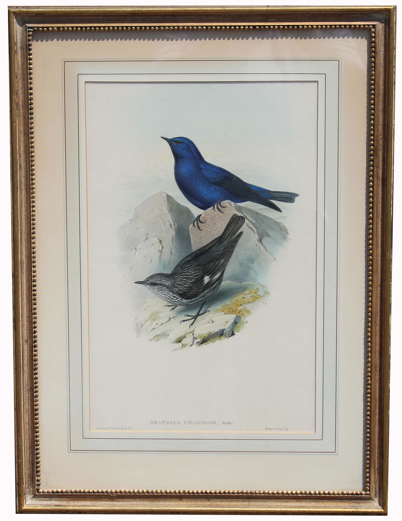 Gould Birds of Asia Lithograph (1 of 2)