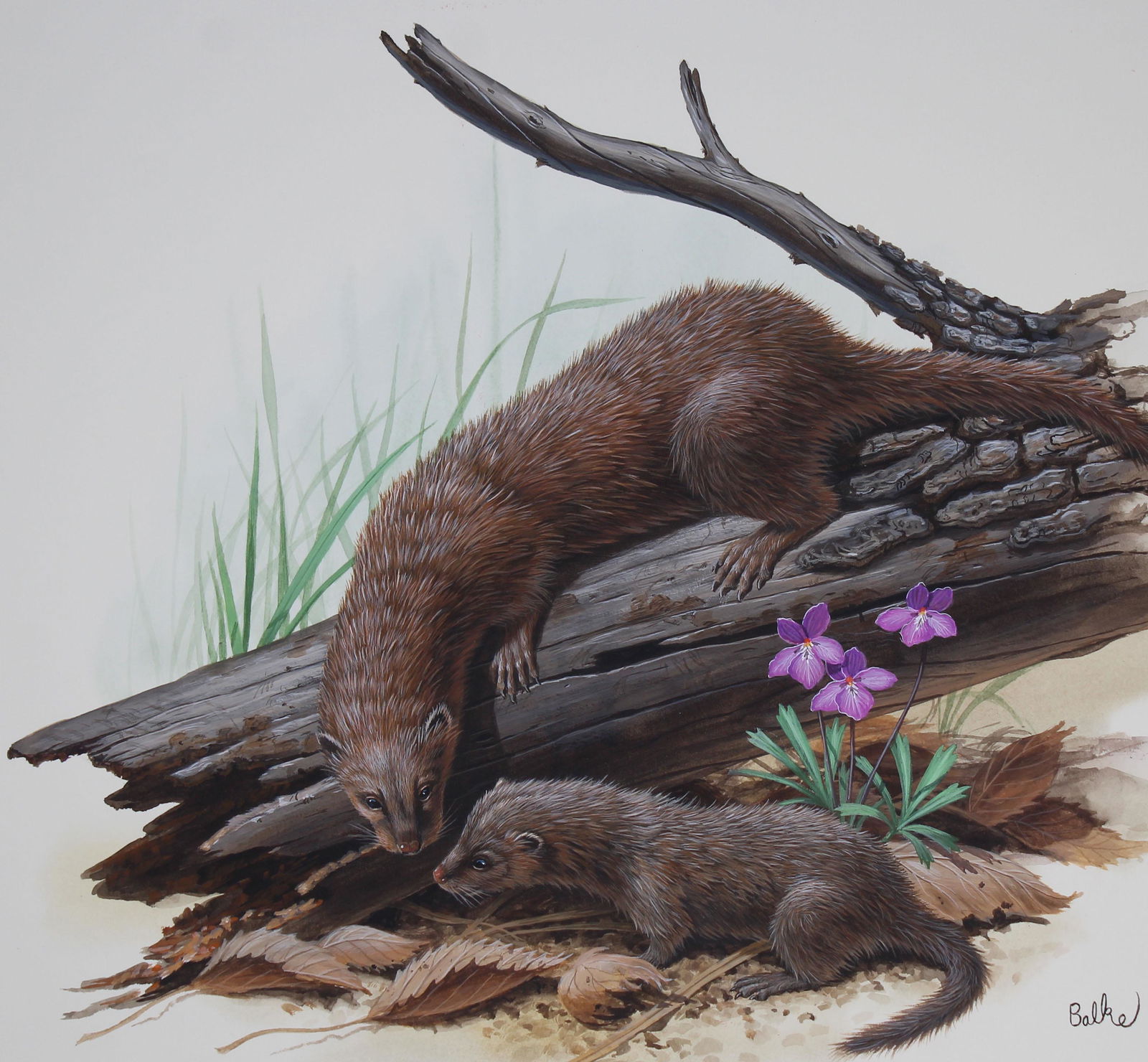 Don Balke (B. 1933) "American Mink" Original (1 of 4)