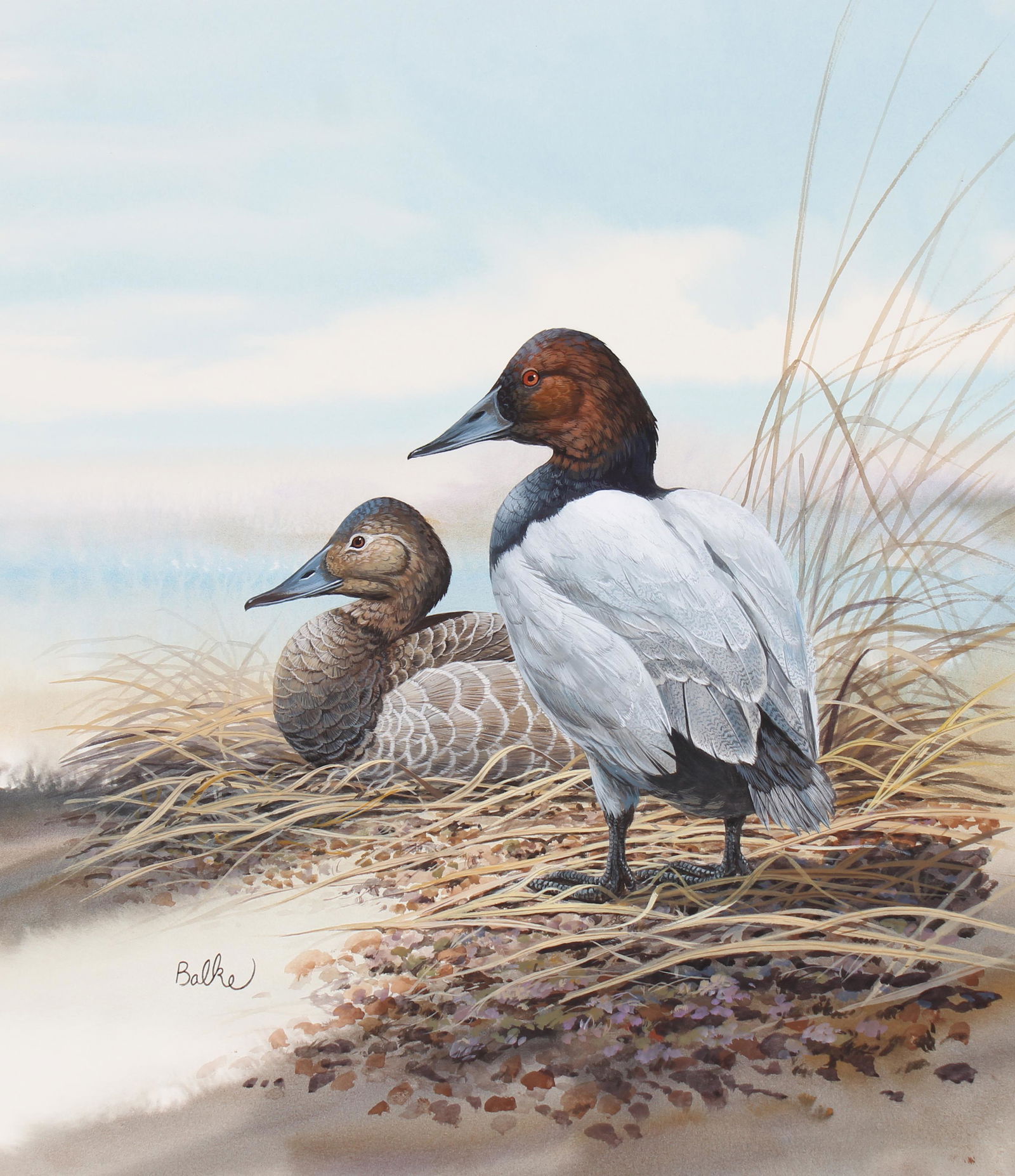 Don Balke (B 1933) "Canvasback Ducks" Original W/C (1 of 5)