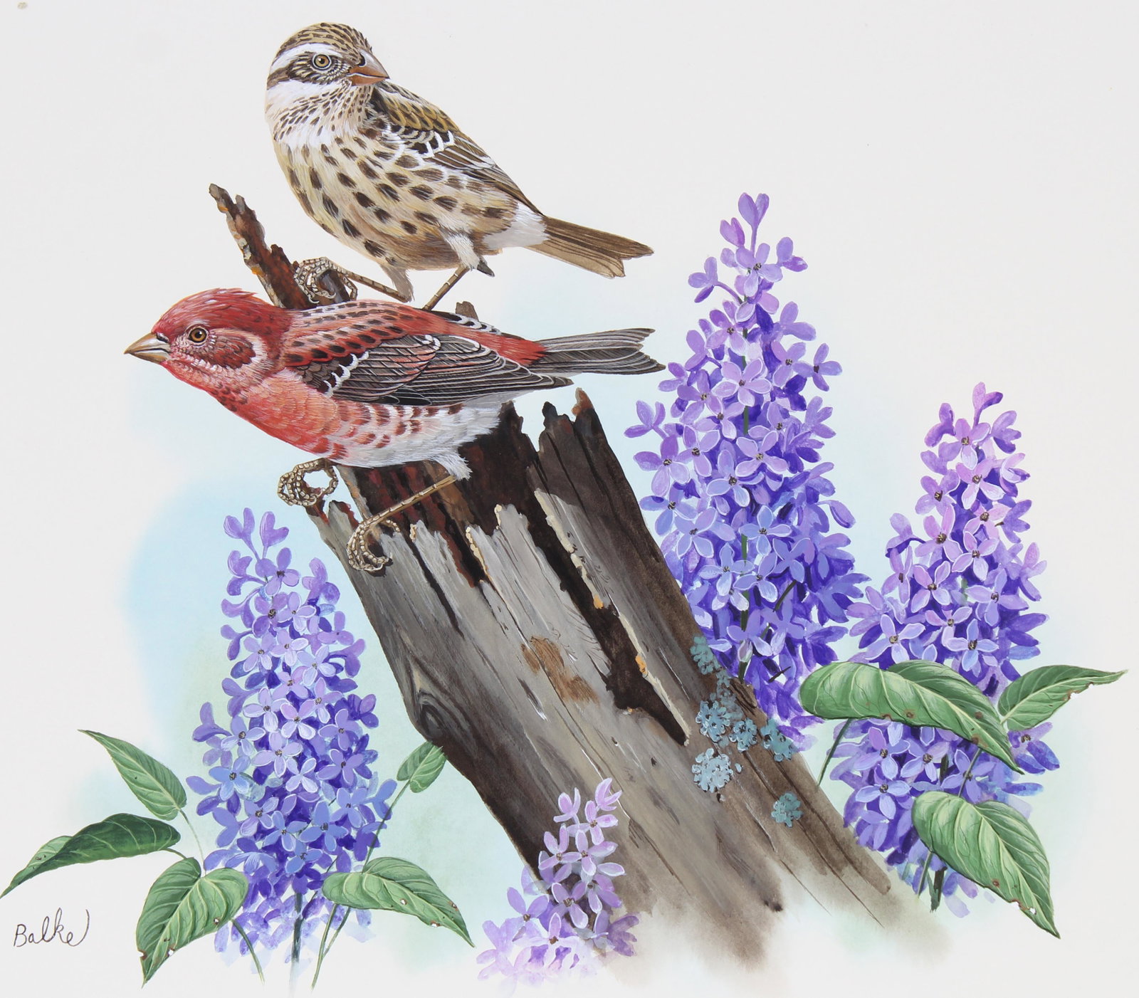 Don Balke (B. 1933) "Purple Finch and Lilac" W/C: Don Balke (North Carolina, B. 1933) "Purple Finch and Lilac" Signed lower left. Original Watercolor on Illustration Board. Provenance: Collection of James A. Helzer (1946-2008), Founder of Unicover Co