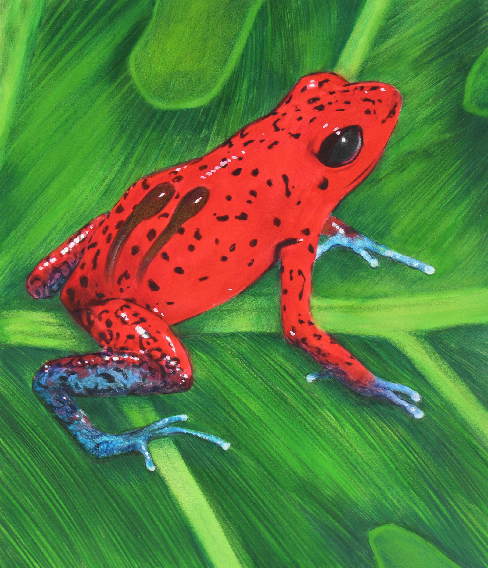 Chris Calle (B. 1961) "Red/Blue Poison Frog" (1 of 3)