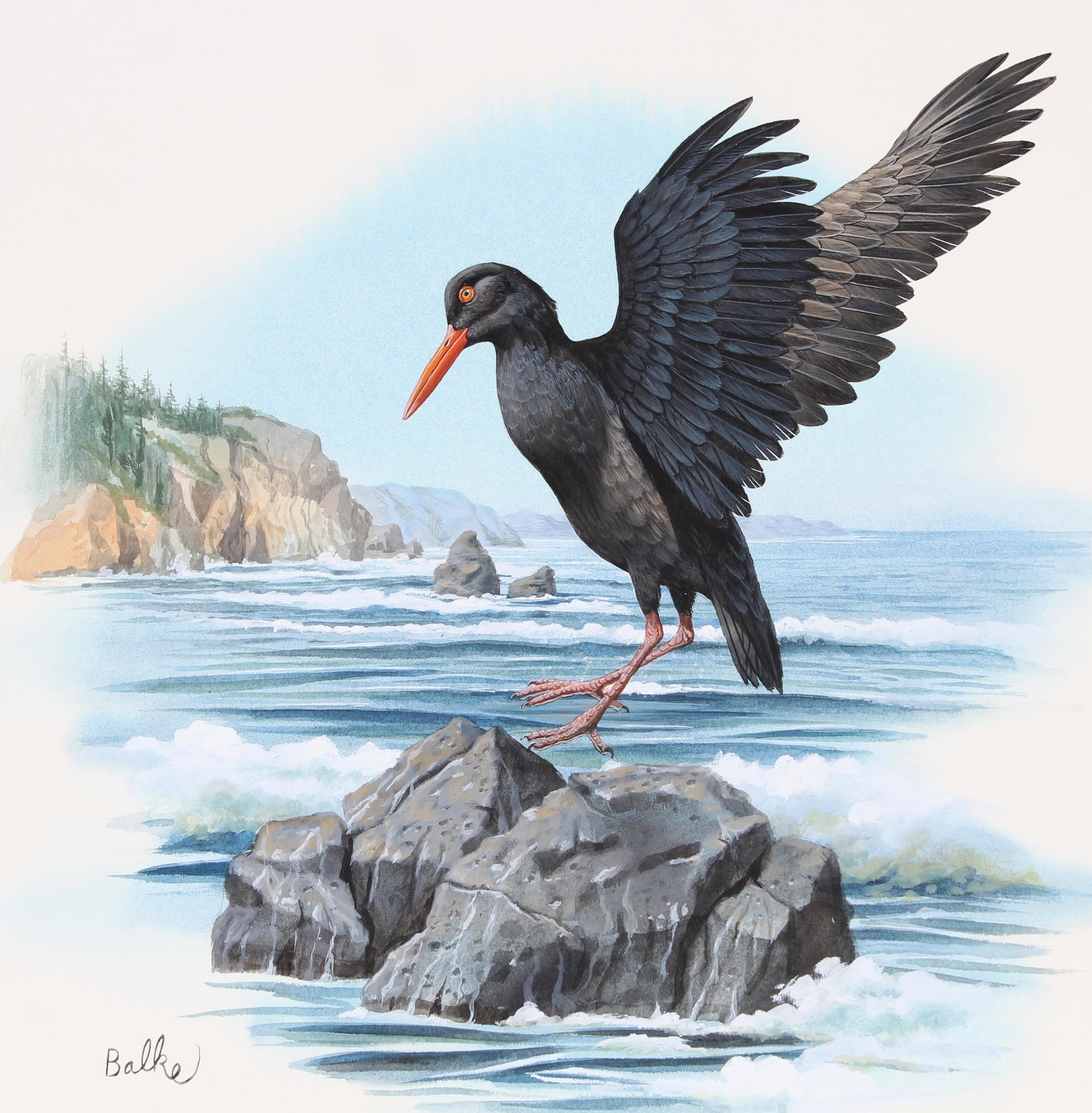 Don Balke (B. 1933) "Black Oystercatcher": Don Balke (North Carolina, B. 1933) "Black Oystercatcher" Signed lower left. Original Watercolor on Illustration Board. Provenance: Collection of James A. Helzer (1946-2008), Founder of Unicover Corpo