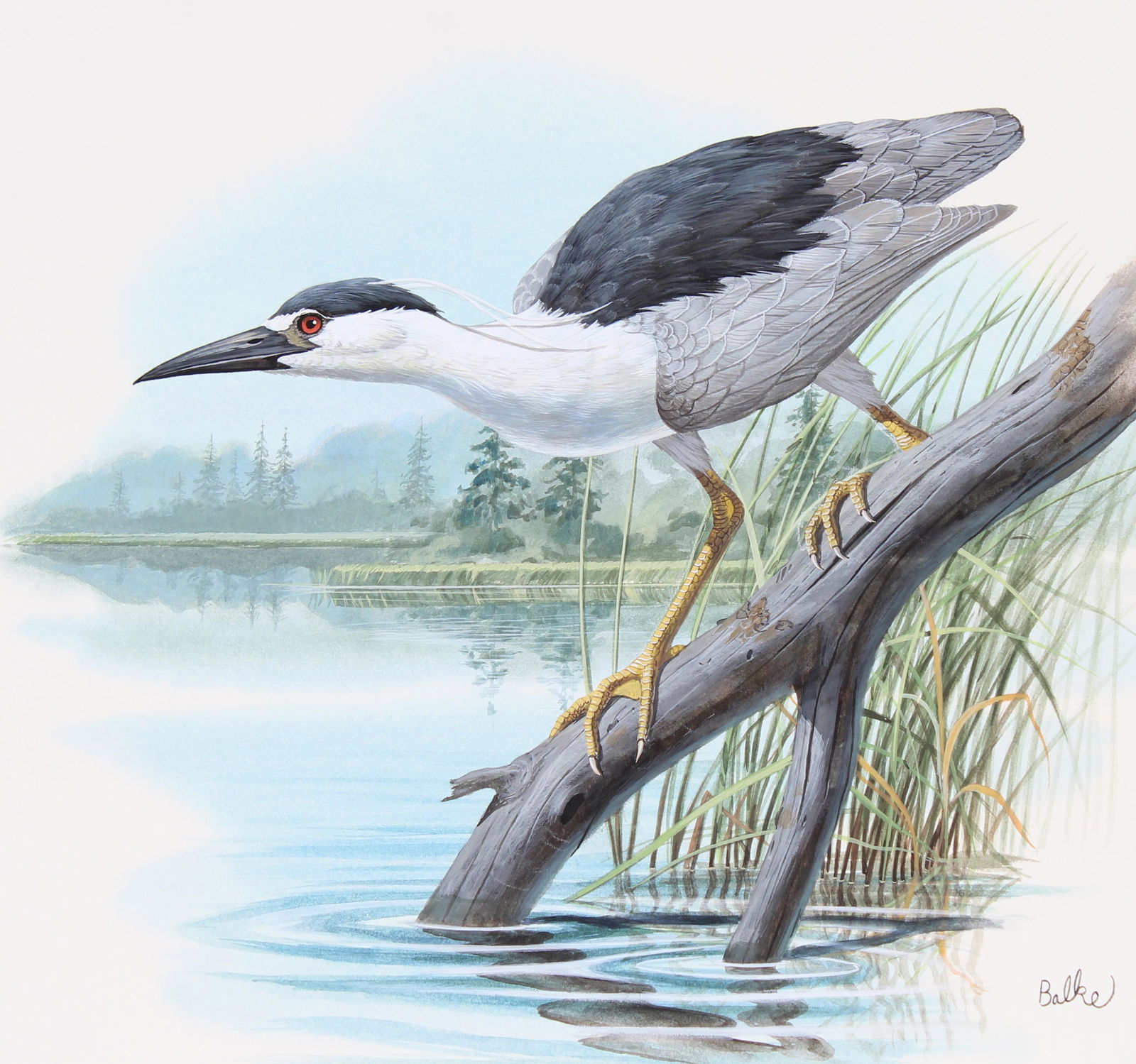 Don Balke (B. 1933) "Black-Crowned Night Heron": Don Balke (North Carolina, B. 1933) "Black-Crowned Night Heron" Signed lower right. Original Watercolor on Illustration Board. Provenance: Collection of James A. Helzer (1946-2008), Founder of Unicove