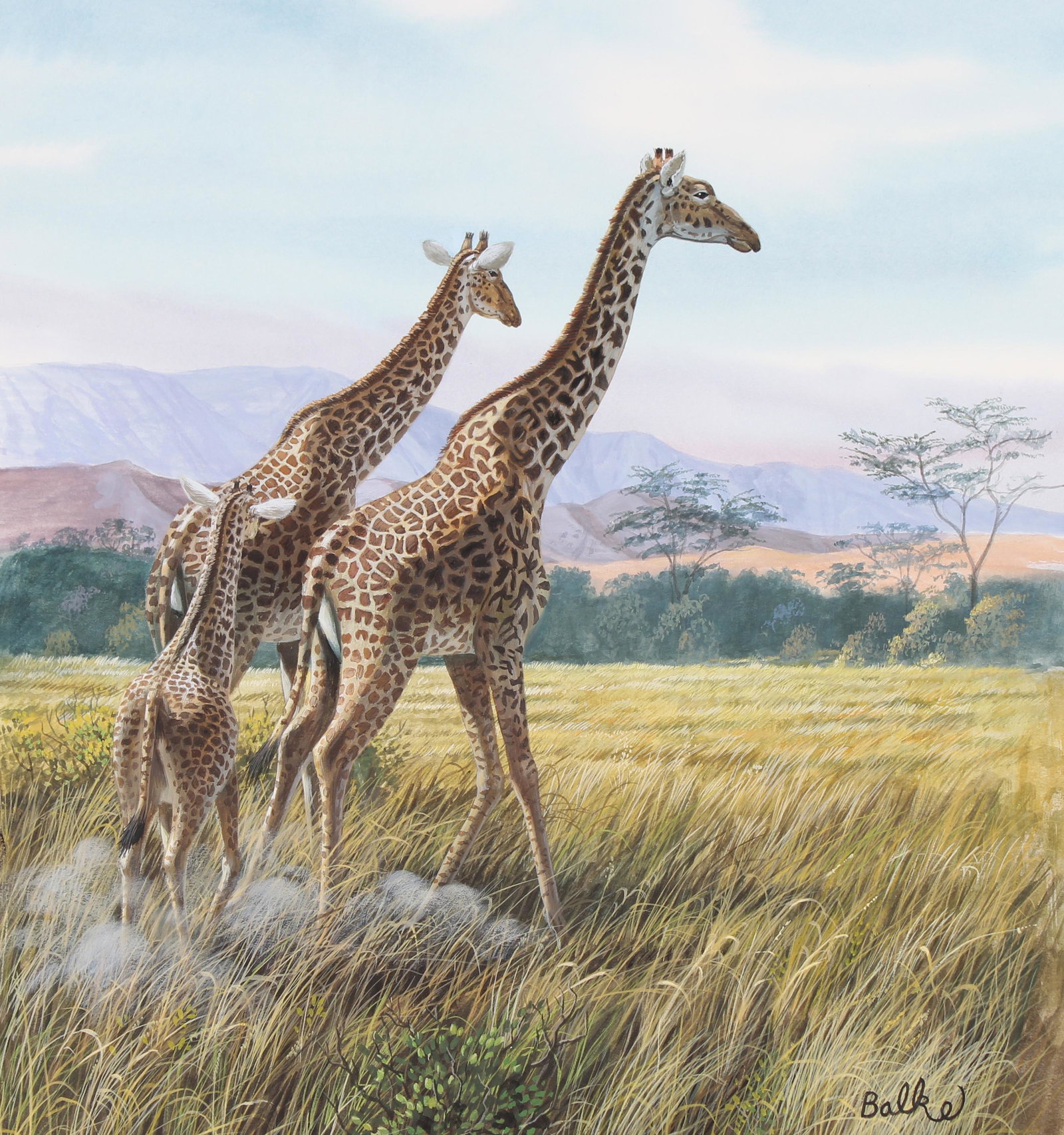 Don Balke (B. 1933) "Giraffes Crossing Grassland": Don Balke (North Carolina, B. 1933) "Giraffes Crossing Grassland" Signed lower right. Original Watercolor on Illustration Board. Provenance: Collection of James A. Helzer (1946-2008), Founder of Unico