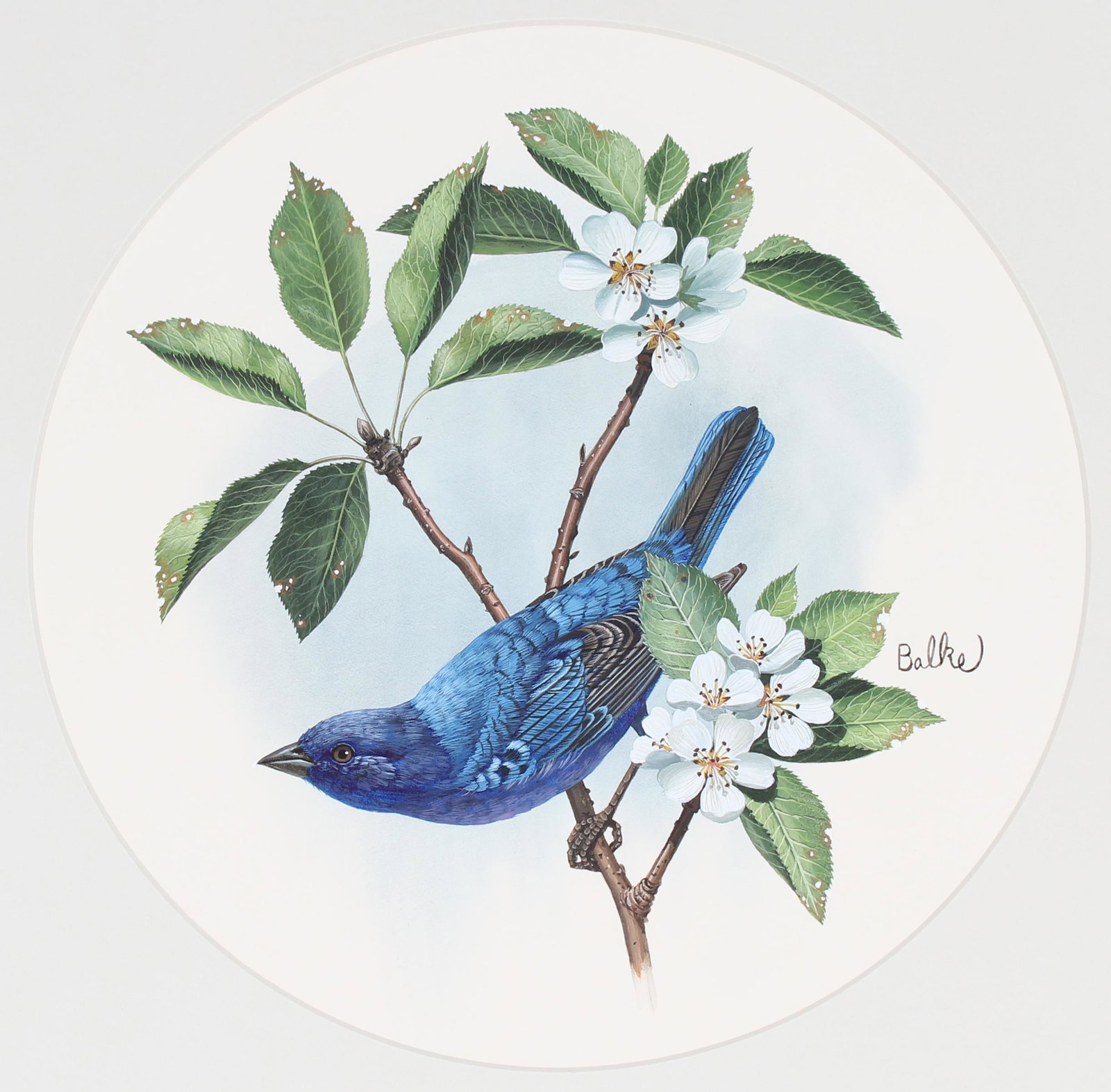 Don Balke (B. 1933) "Indigo Bunting": Don Balke (North Carolina, B. 1933) "Indigo Bunting" Signed middle right. Original Watercolor on Illustration Board. Provenance: Collection of James A. Helzer (1946-2008), Founder of Unicover Corporat