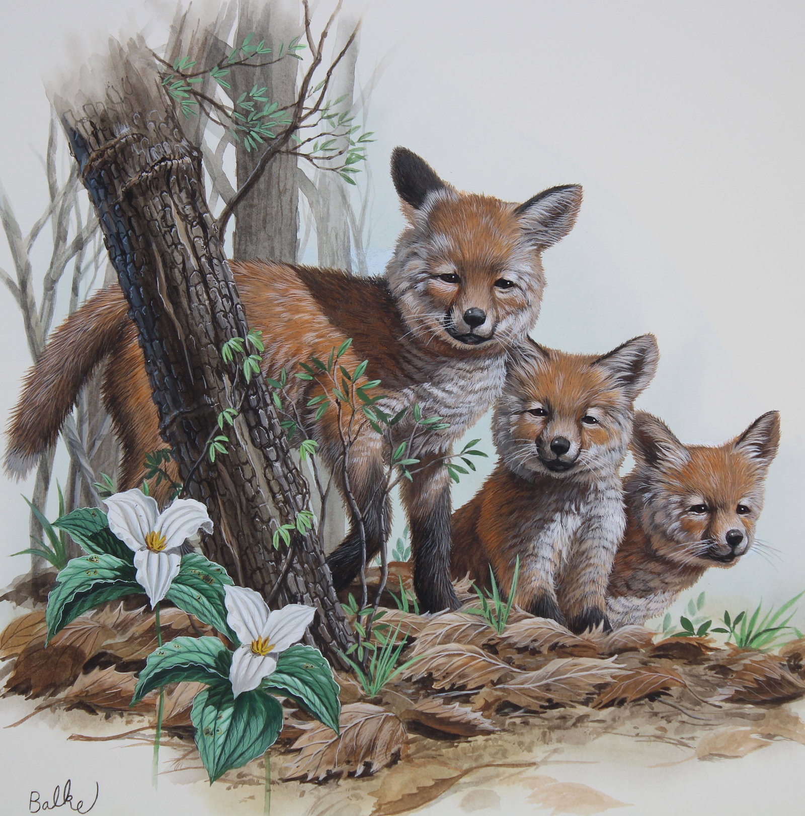 Don Balke (B. 1933) "Red Fox": Don Balke (North Carolina, B. 1933) "Red Fox" Signed lower left. Original Watercolor on Illustration Board. Provenance: Collection of James A. Helzer (1946-2008), Founder of Unicover Corporation. This