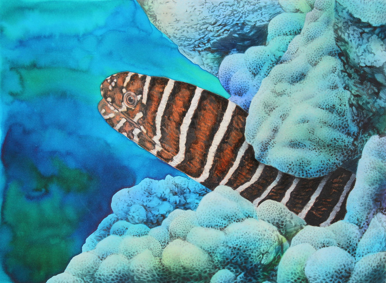 Chris Calle (B. 1961) "Zebra Moray": Chris Calle (American, B. 1961) "Zebra Moray Swimming in Coral" Signed lower right. Original Mixed Media on Illustration Board. Provenance: Collection of James A. Helzer (1946-2008), Founder of Unicov